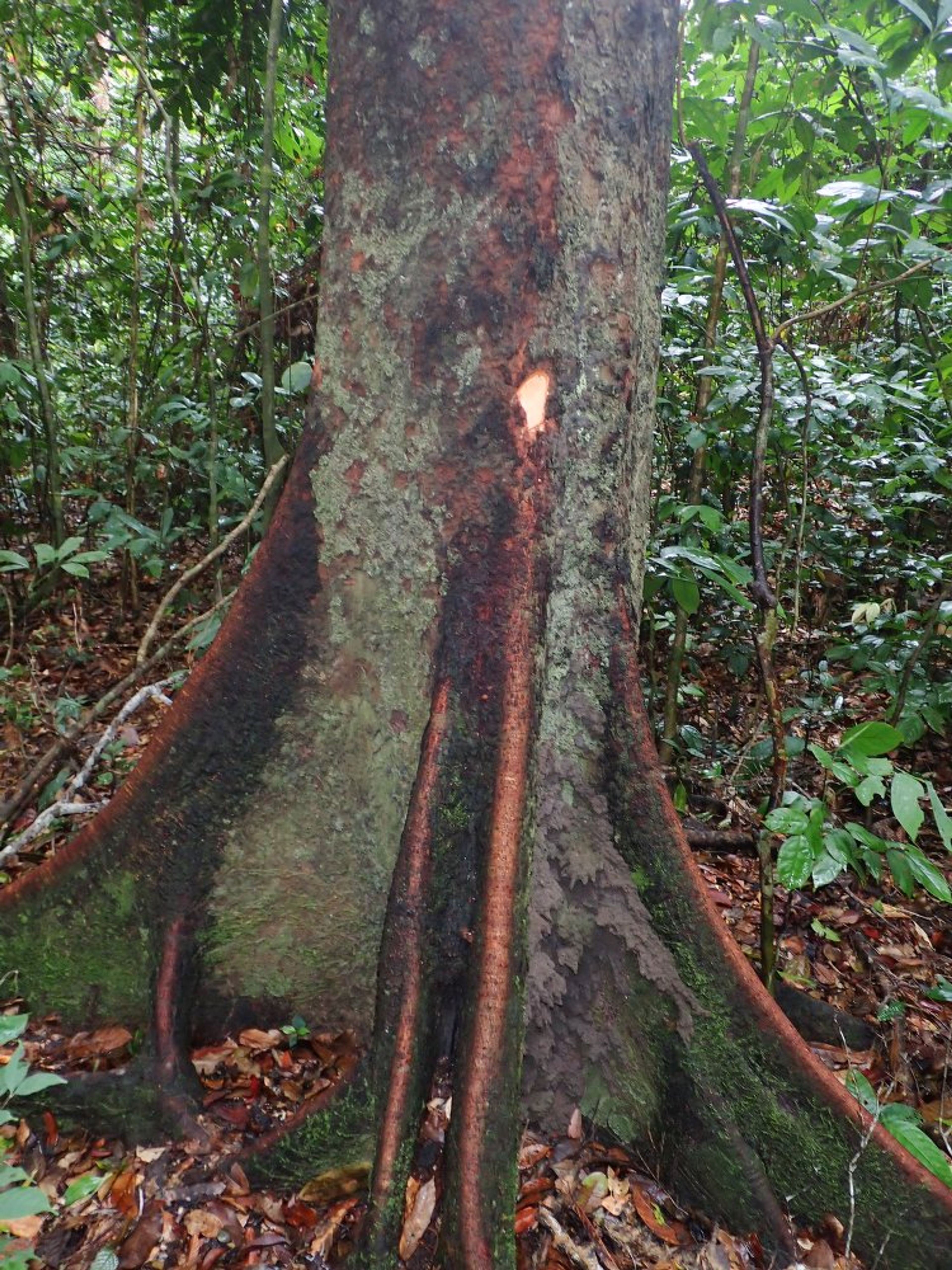 Guibourtia tessmannii - 38