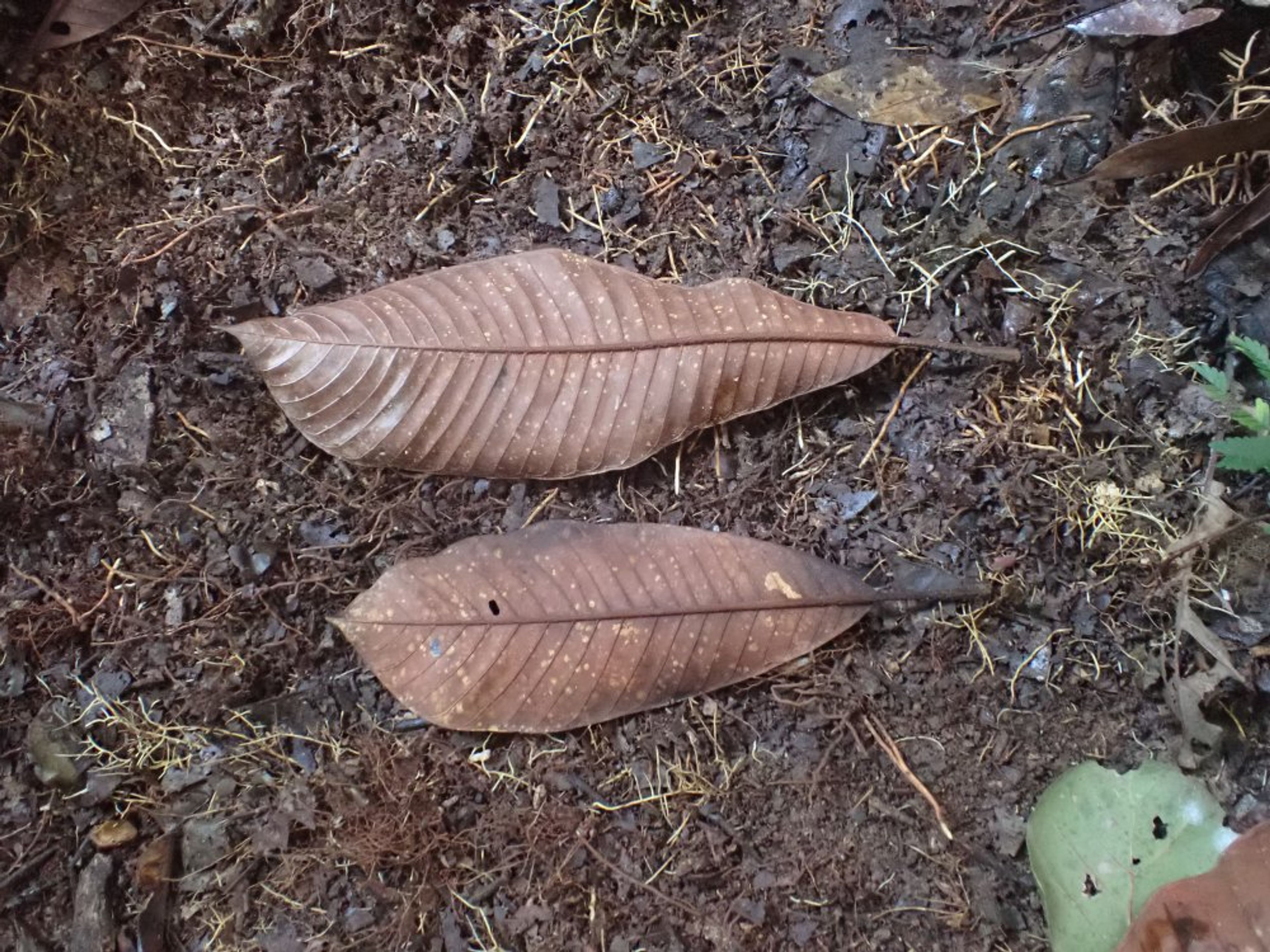 Baillonella toxisperma - 60