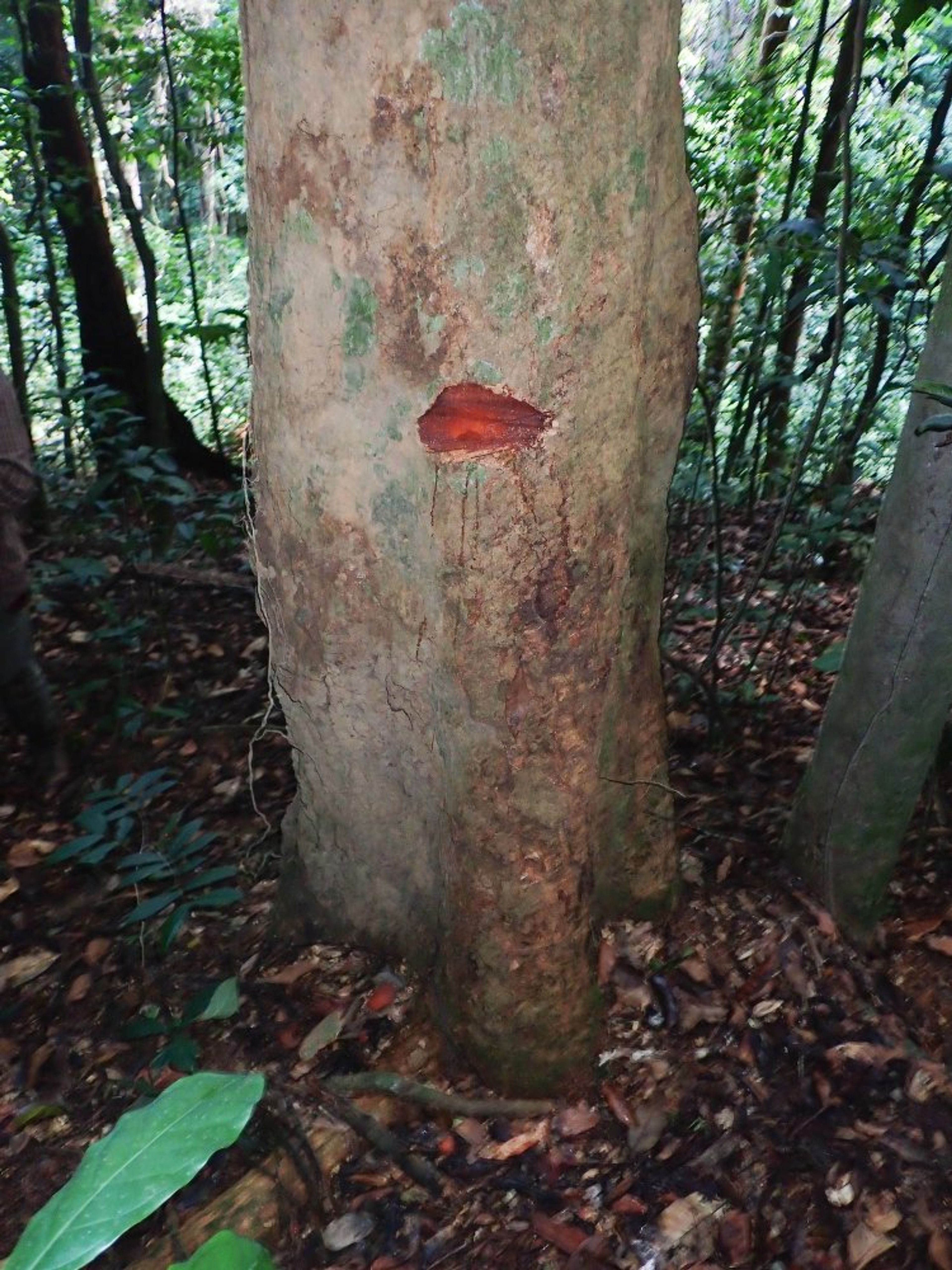 Pycnanthus angolensis - 131