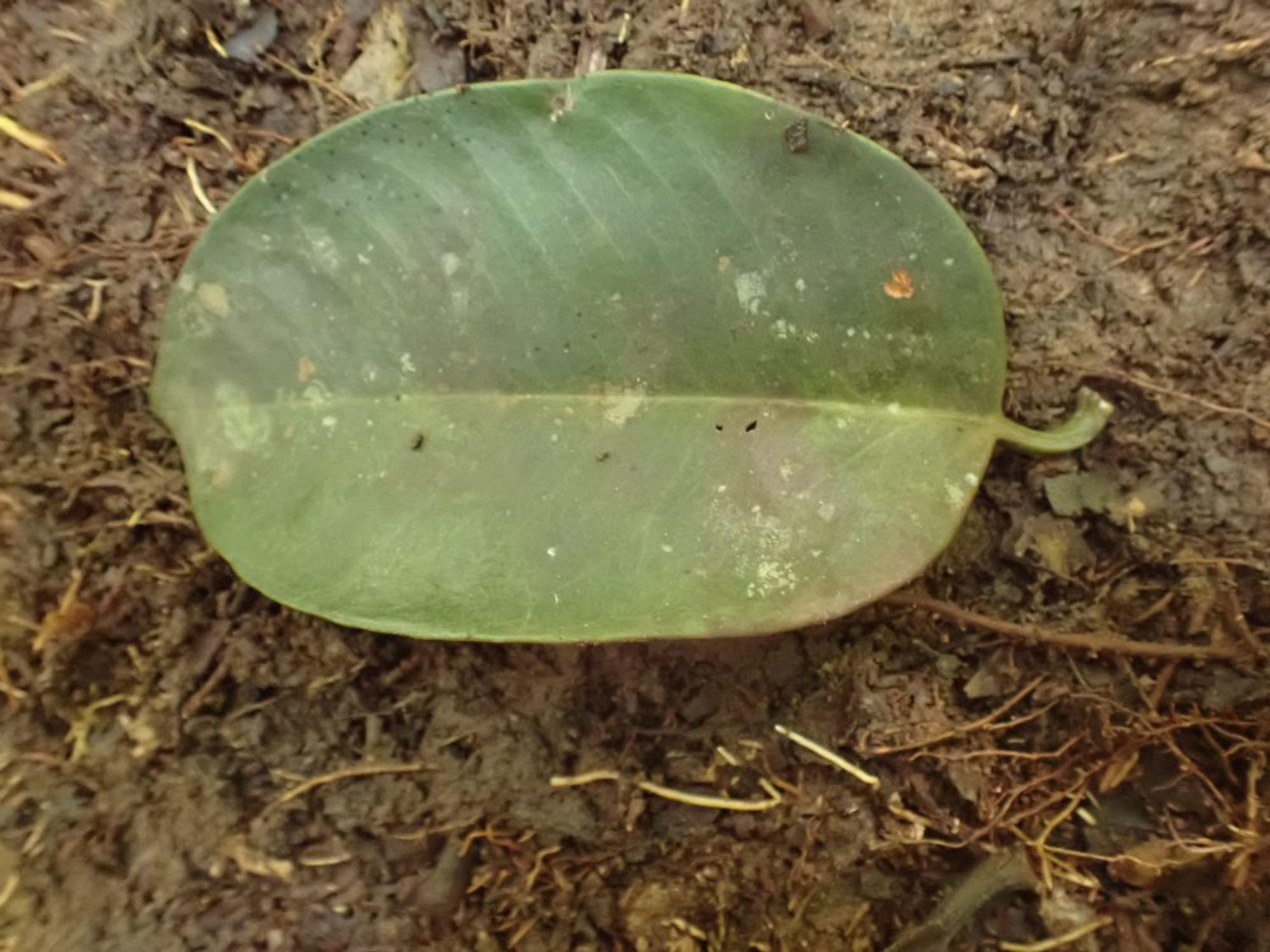 Allanblackia floribunda - 320