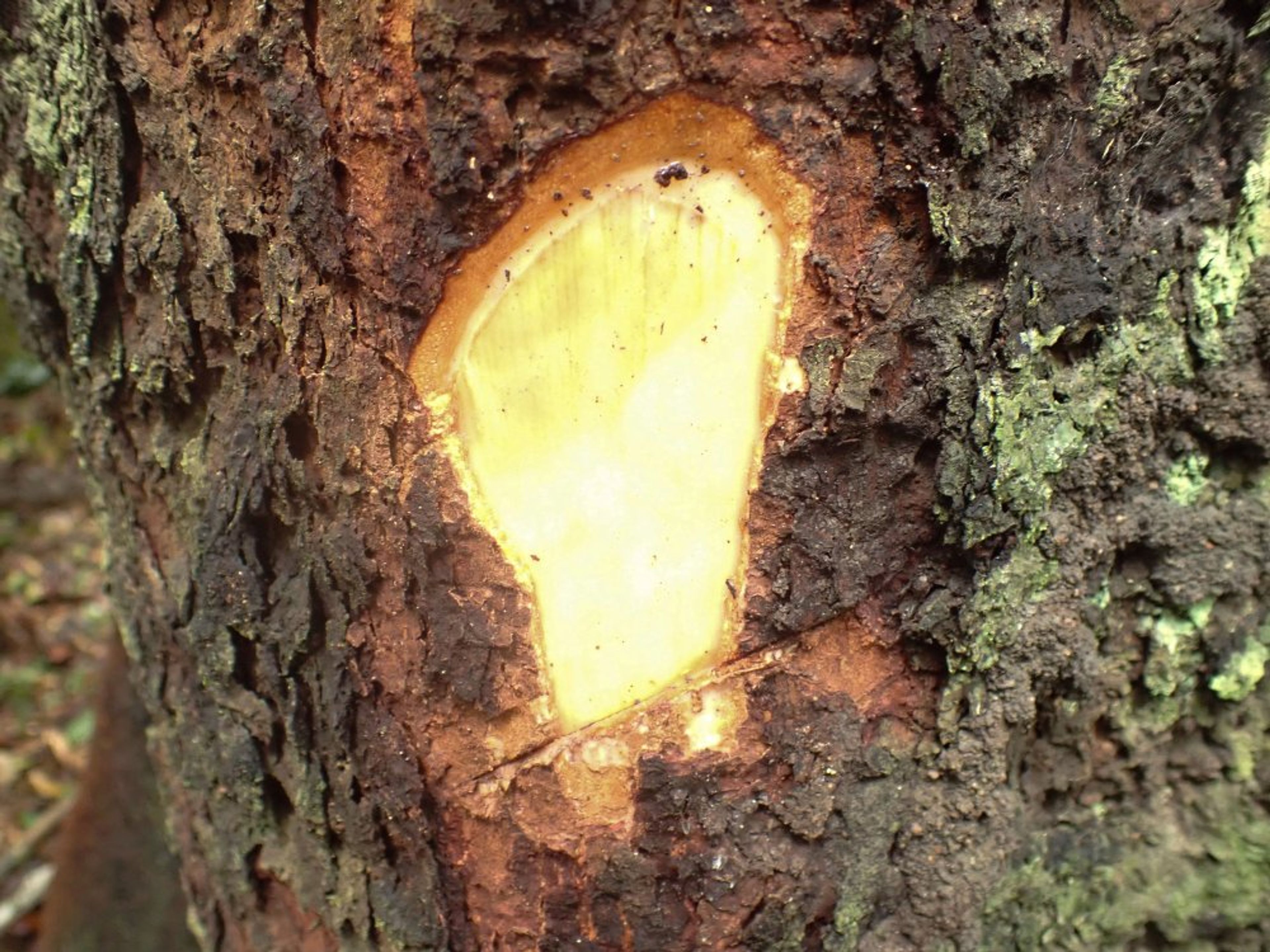 Guibourtia tessmannii - 137