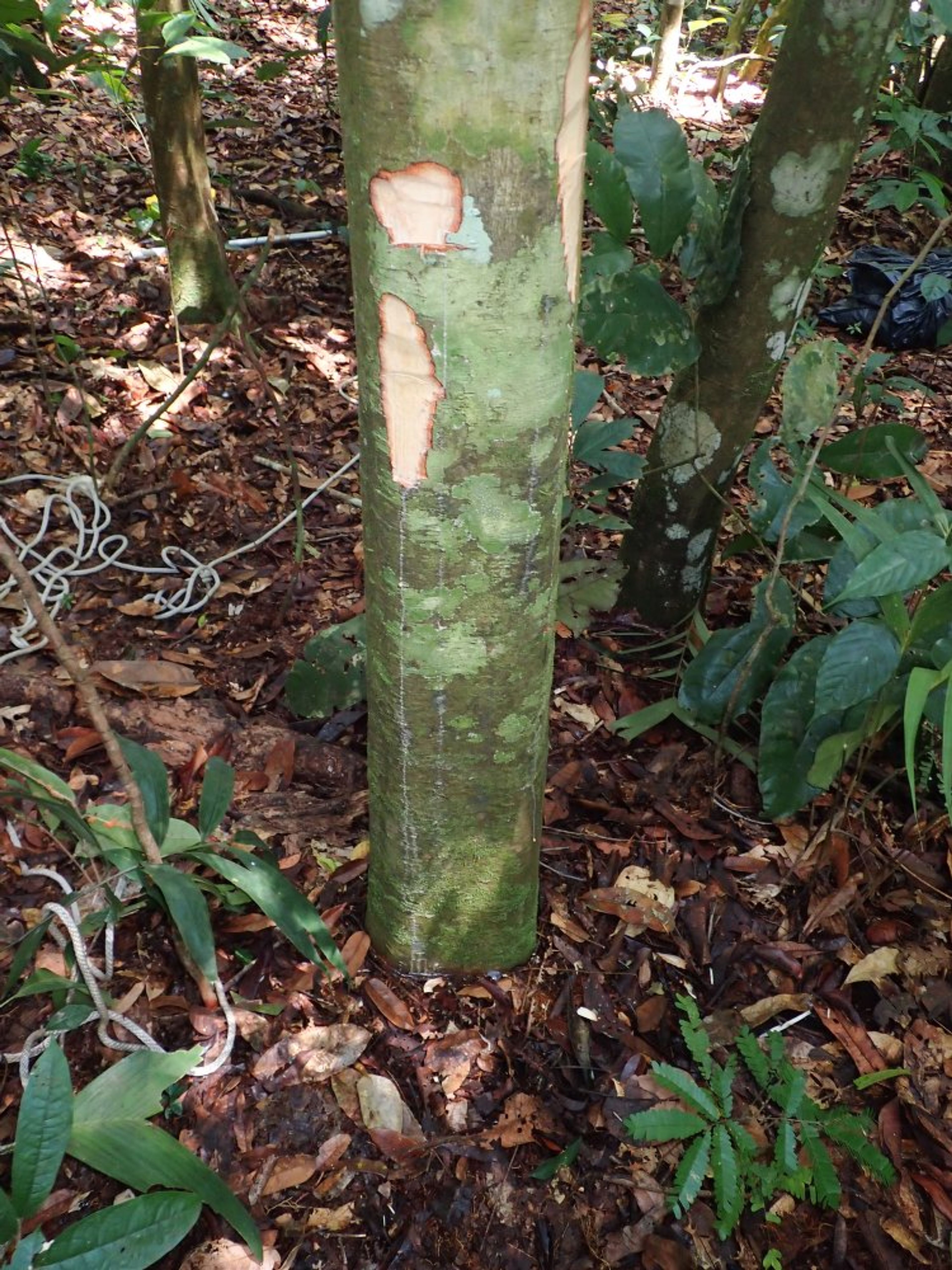 Treculia africana - 51