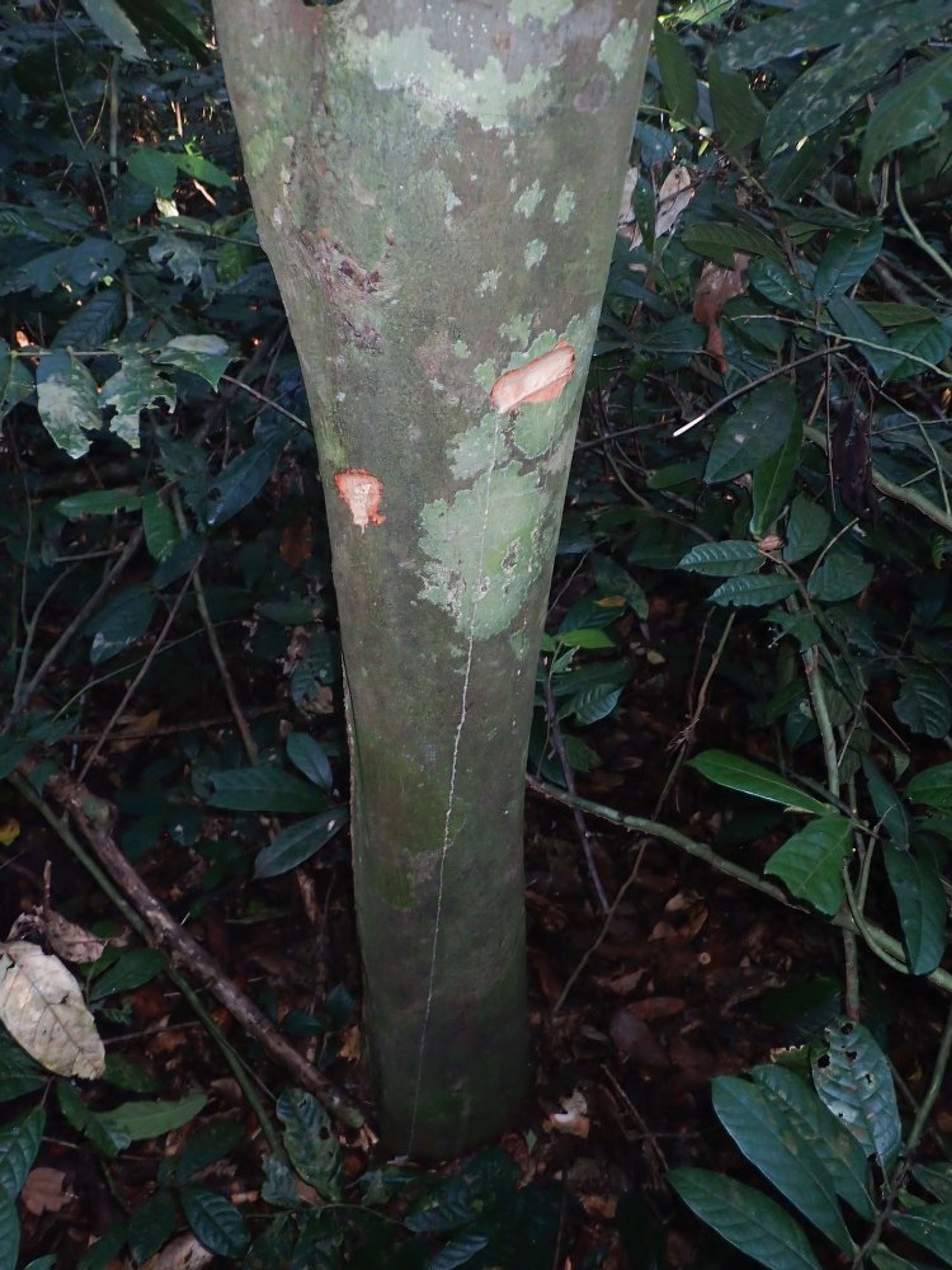 Treculia africana - 26