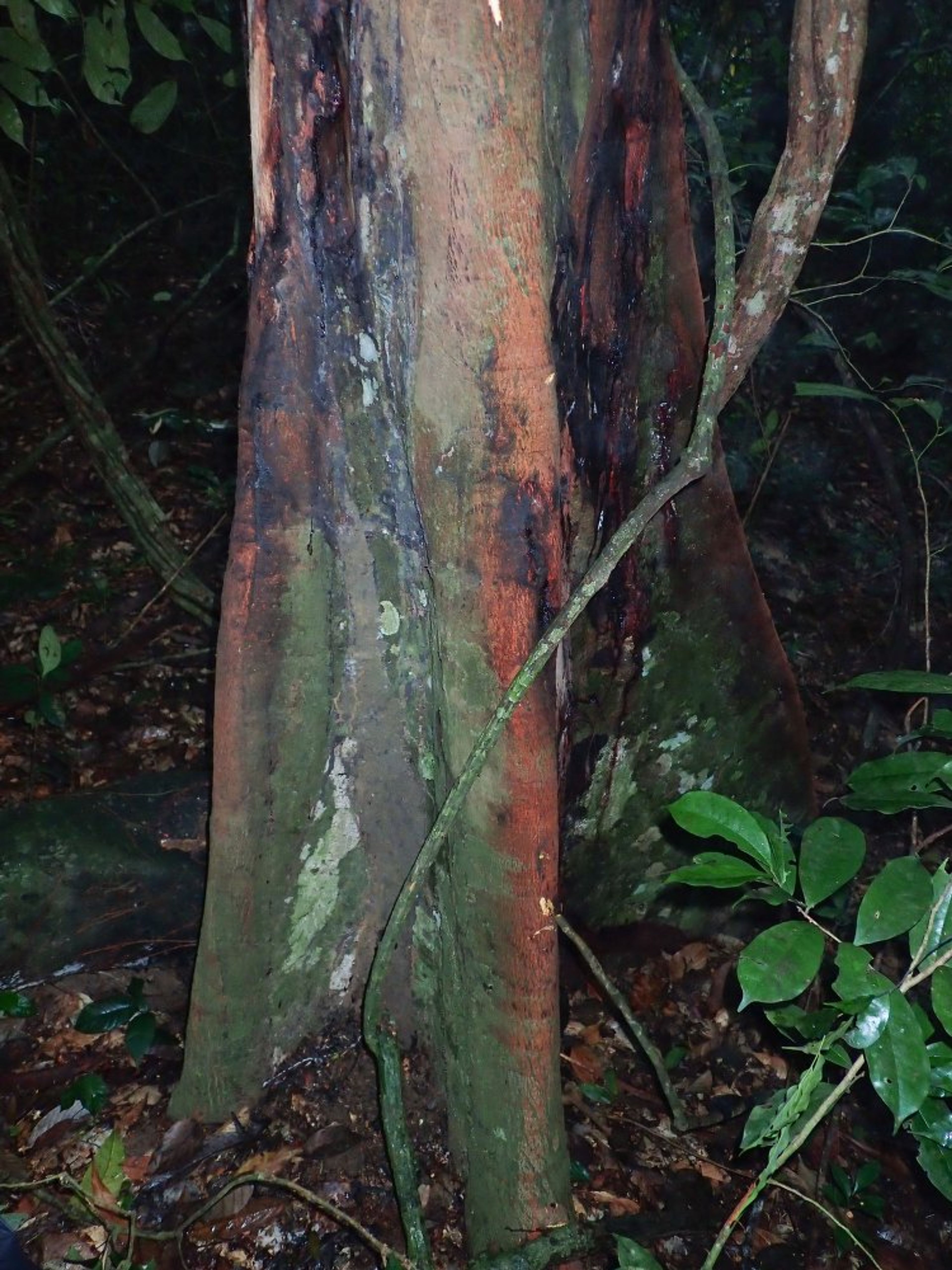 Newtonia - 58