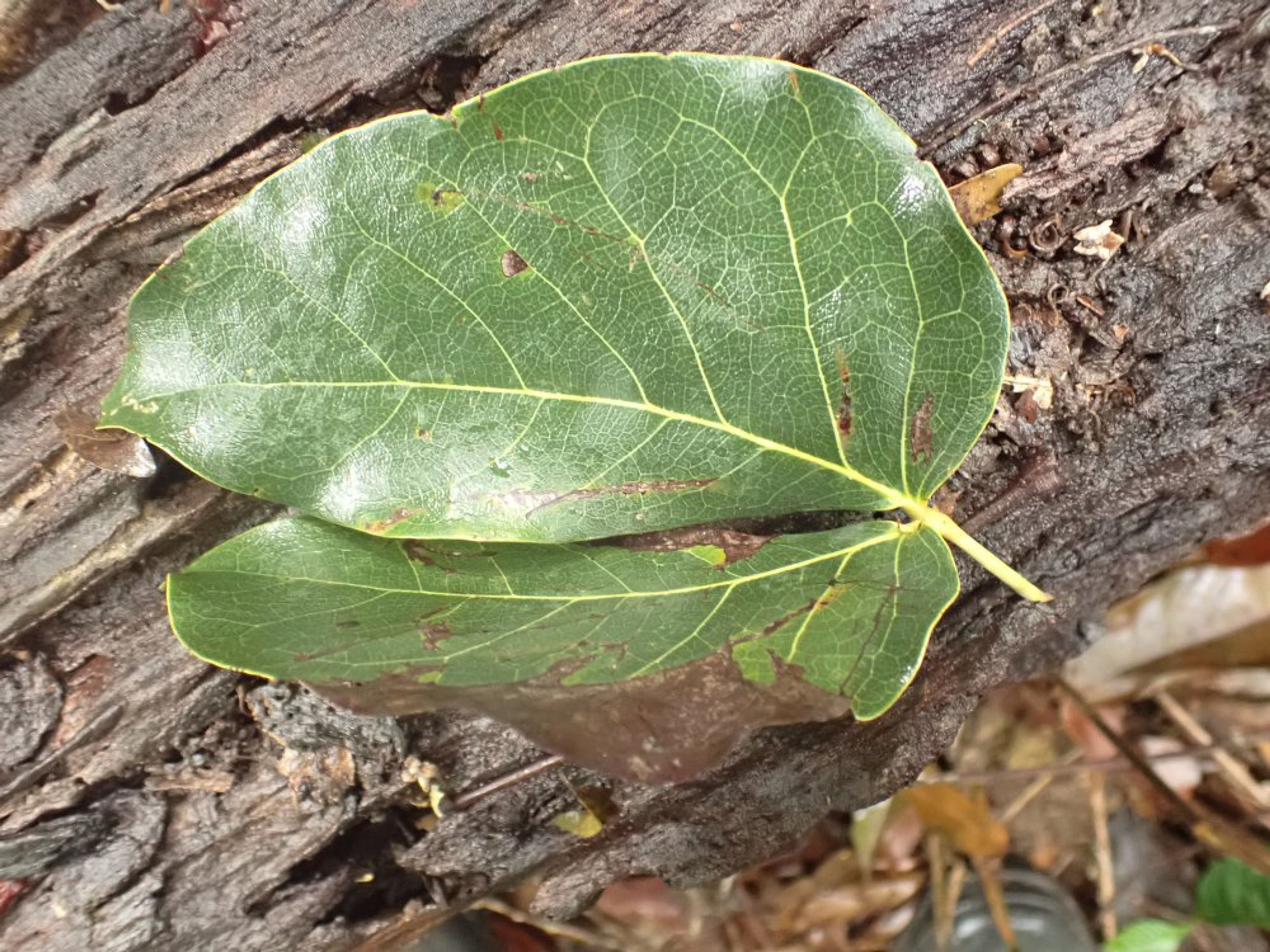 Guibourtia tessmannii - 149