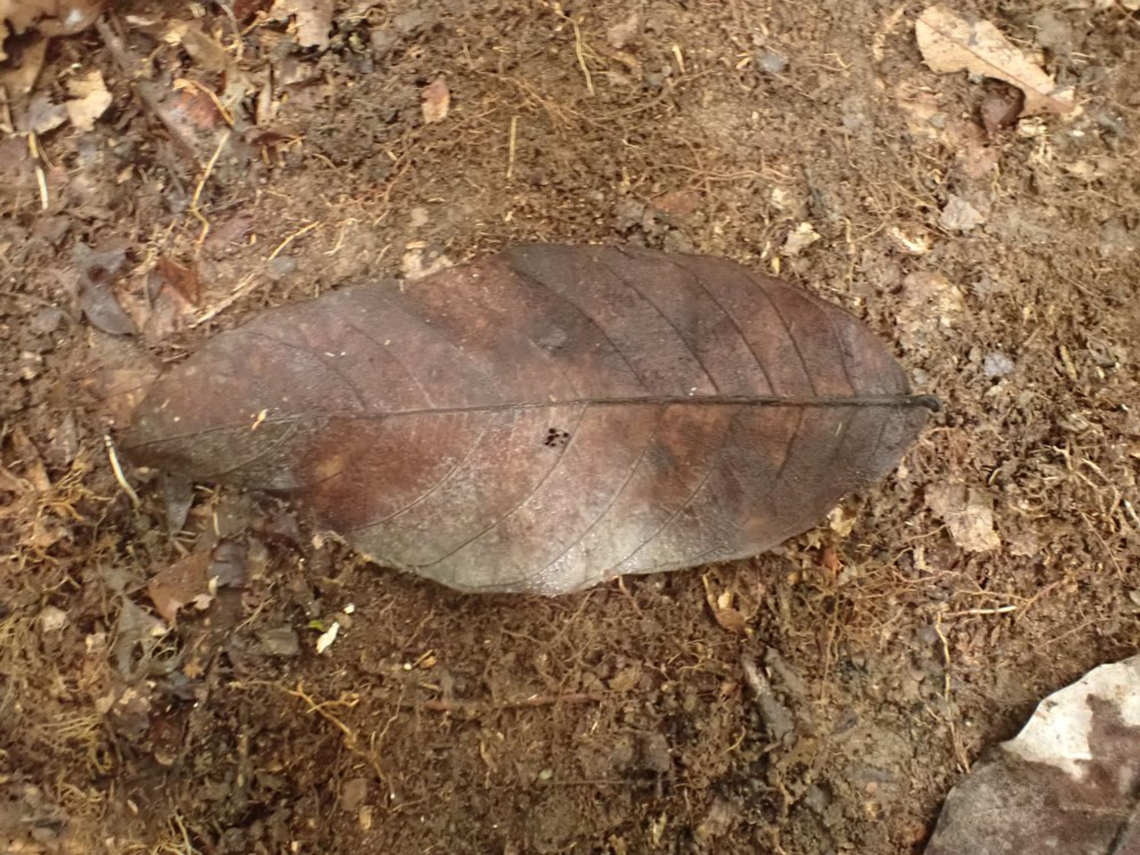 Treculia africana - 69