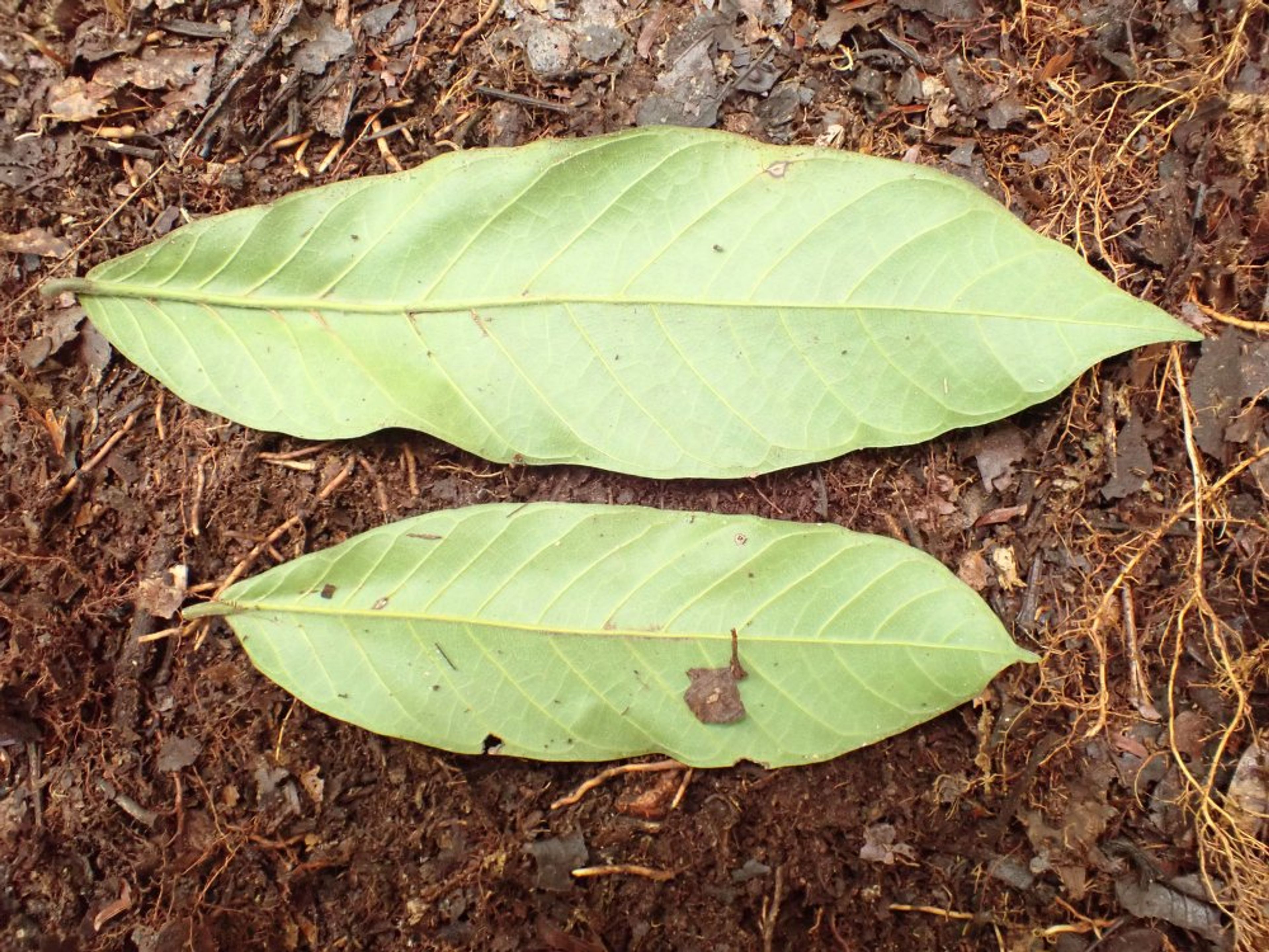 Treculia africana - 60