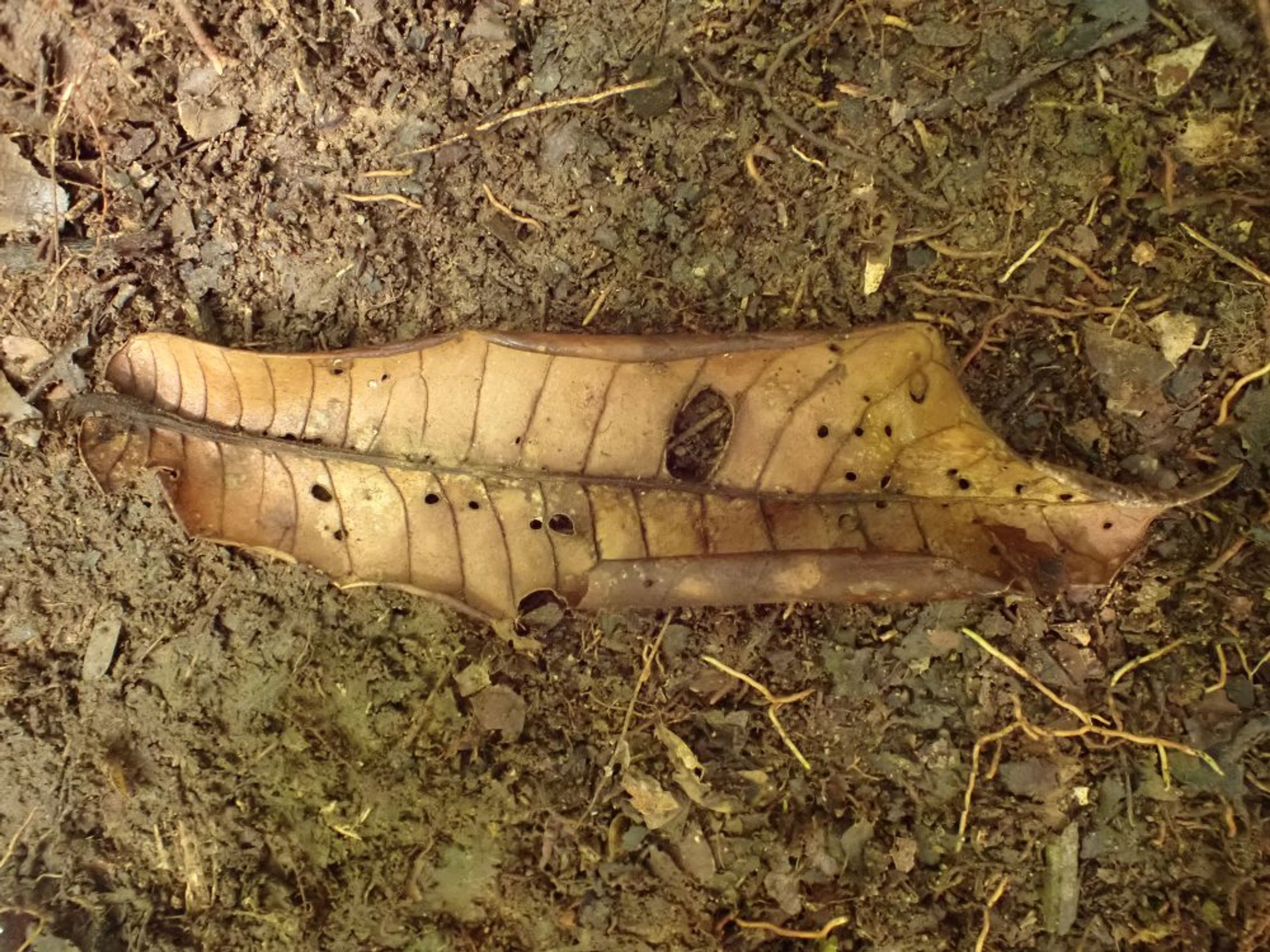 Pycnanthus angolensis - 19