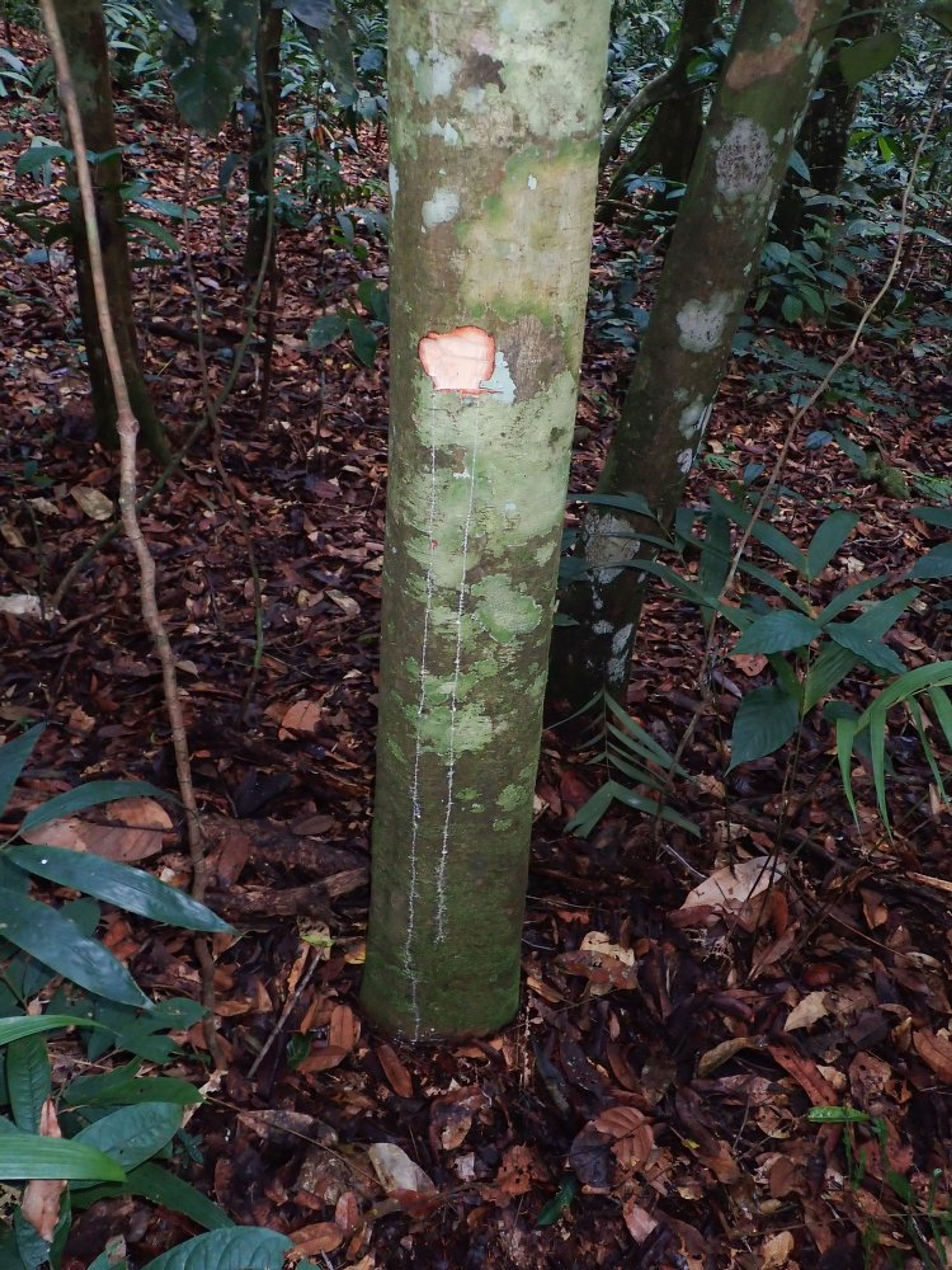 Treculia africana - 114