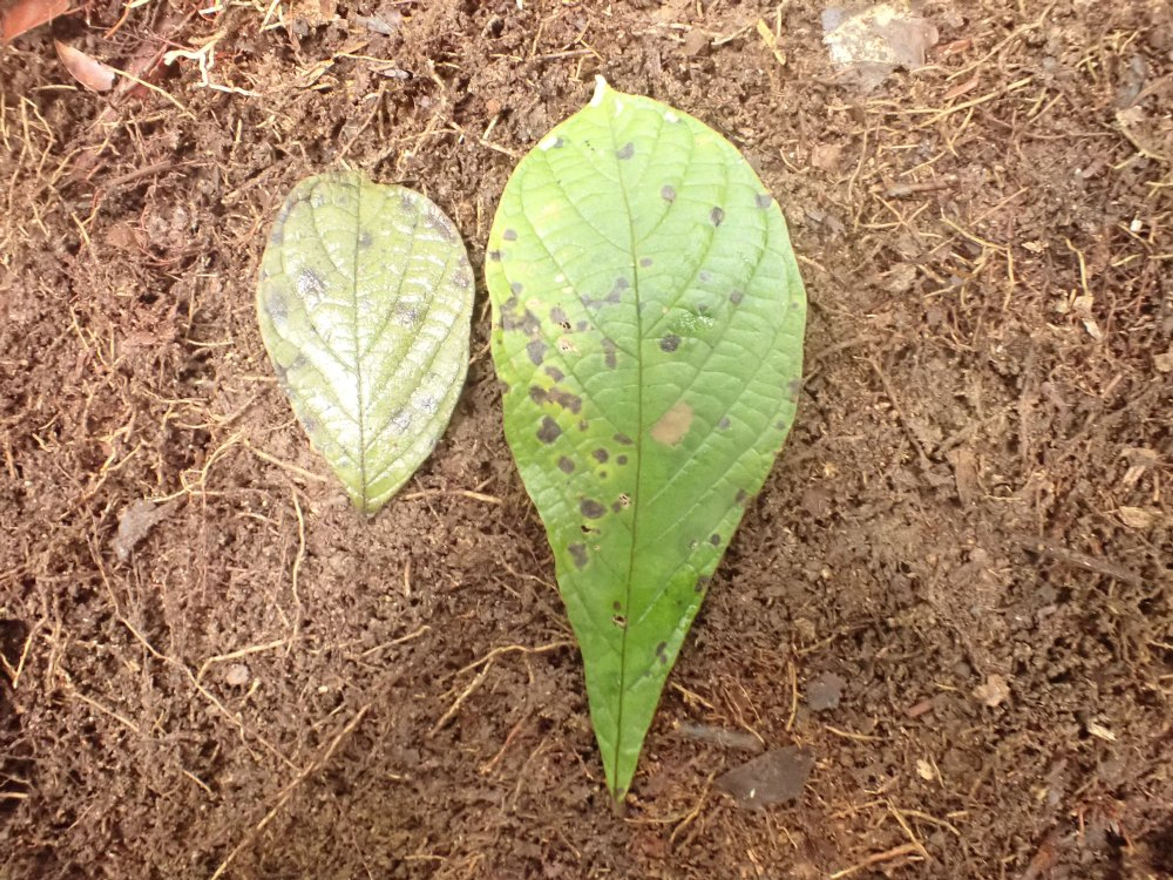 Vitex doniana - 30