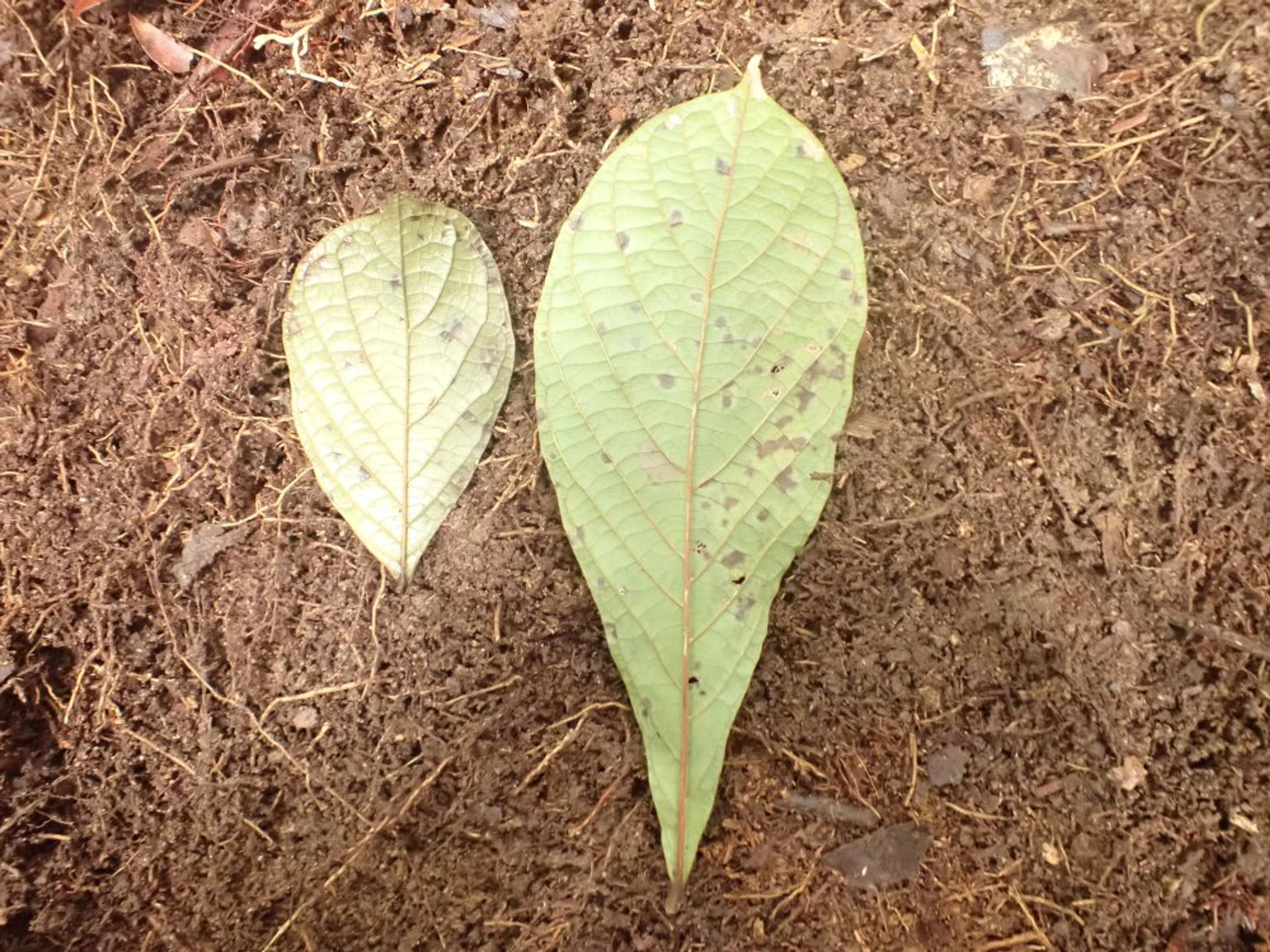 Vitex doniana - 28