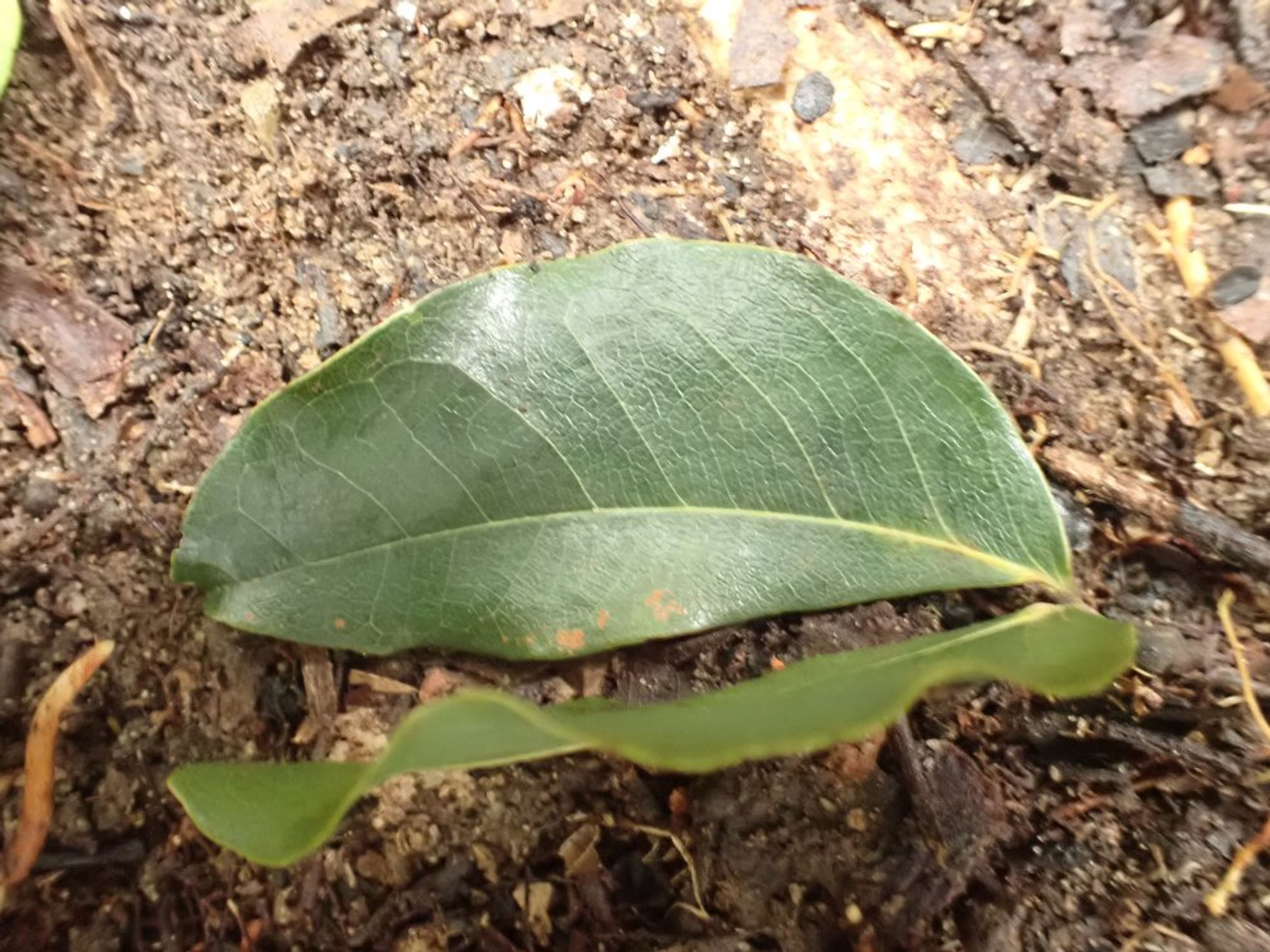 Guibourtia tessmannii - 31