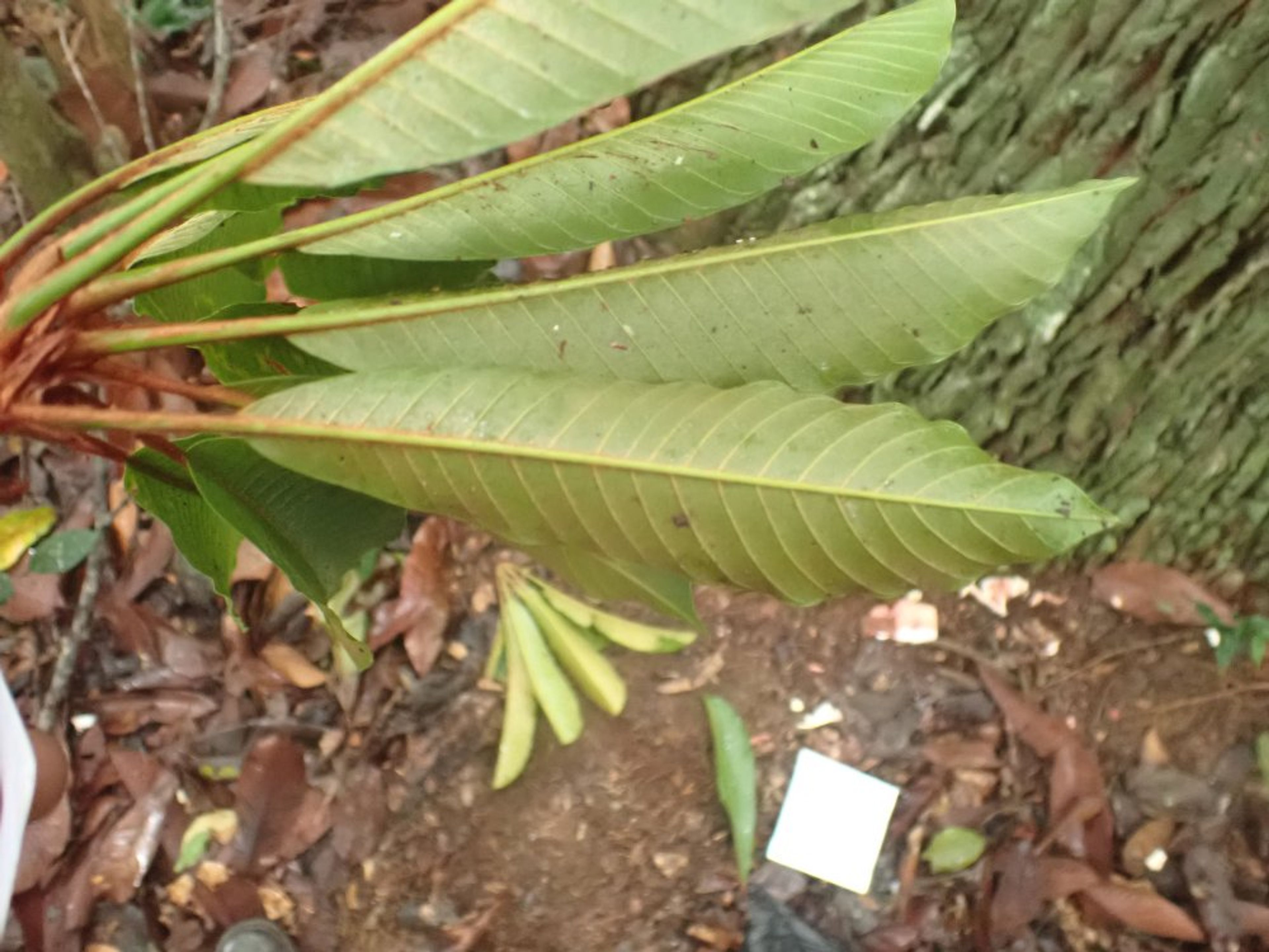 Baillonella toxisperma - 51