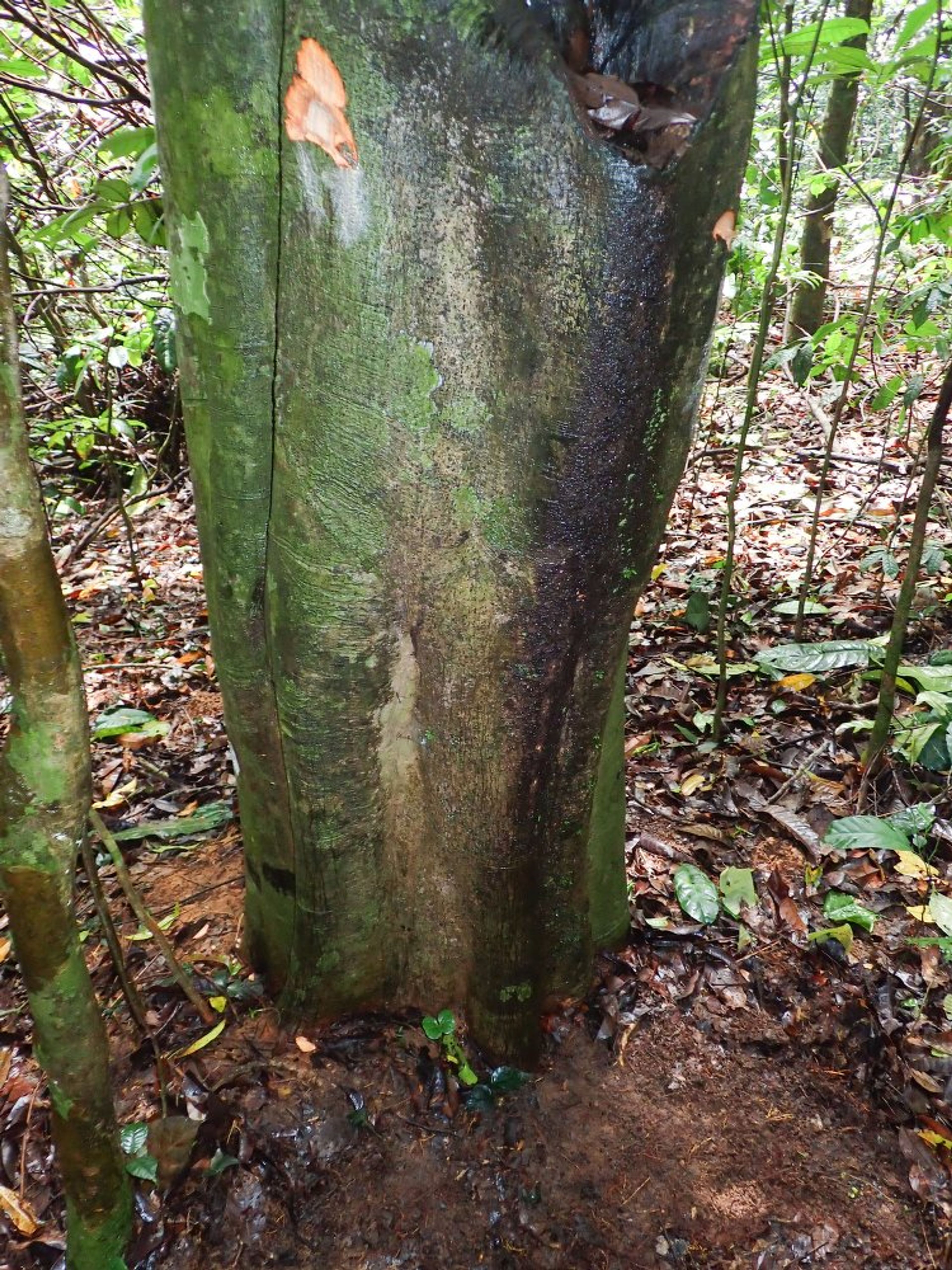 Treculia africana - 94