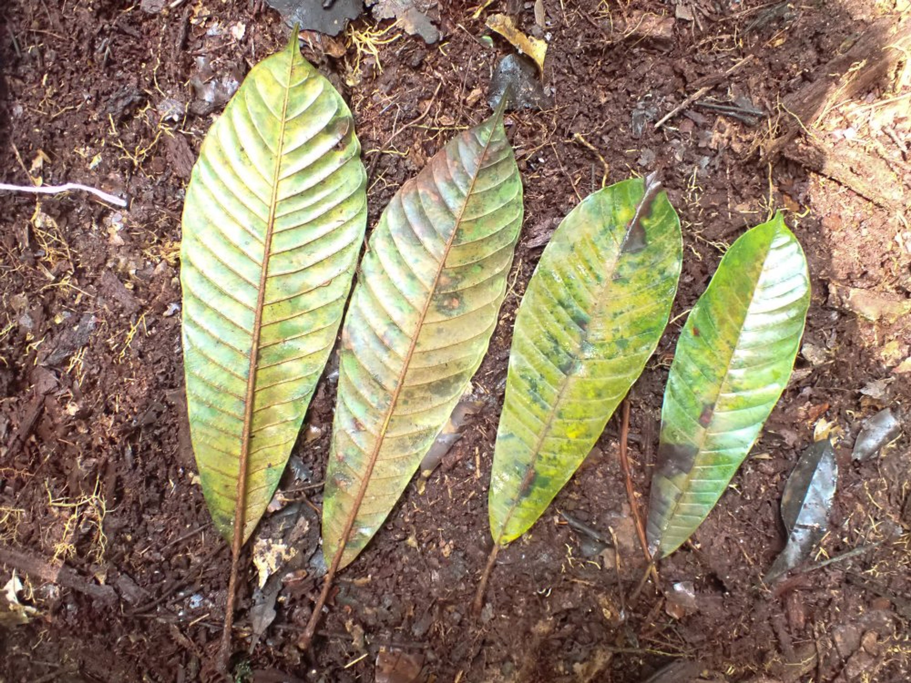Baillonella toxisperma - 48