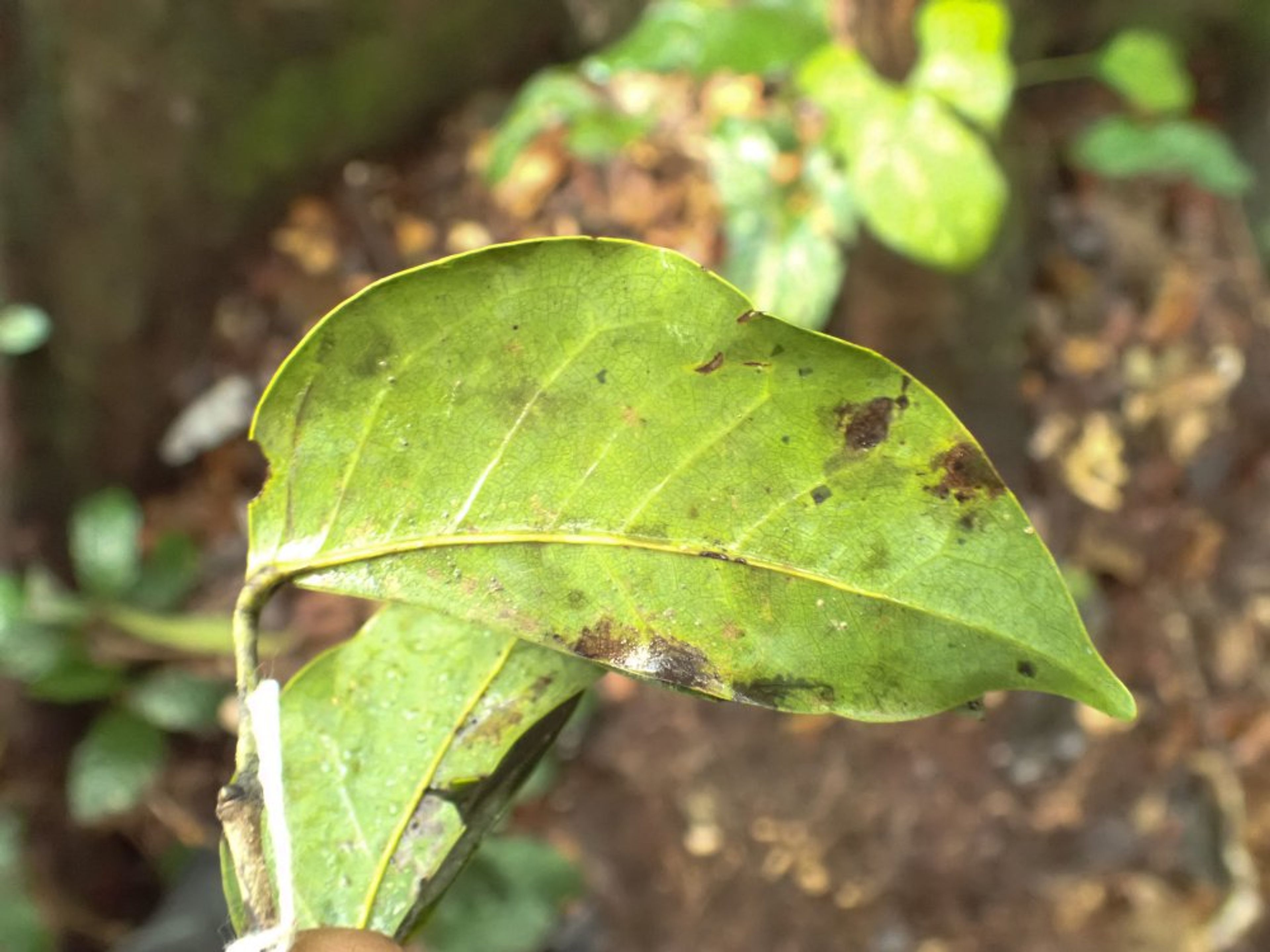 Guibourtia tessmannii - 36