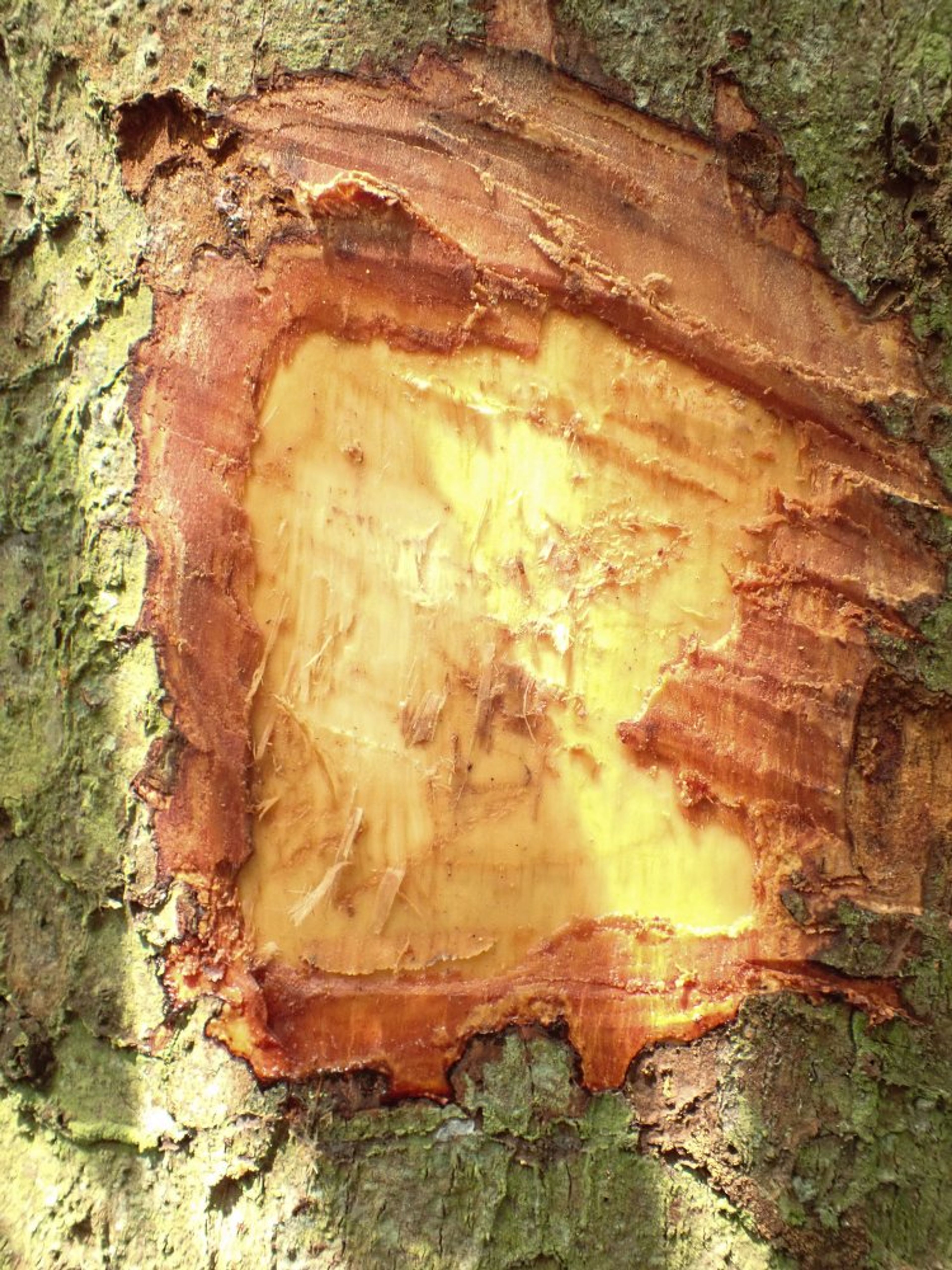 Guibourtia tessmannii - 156