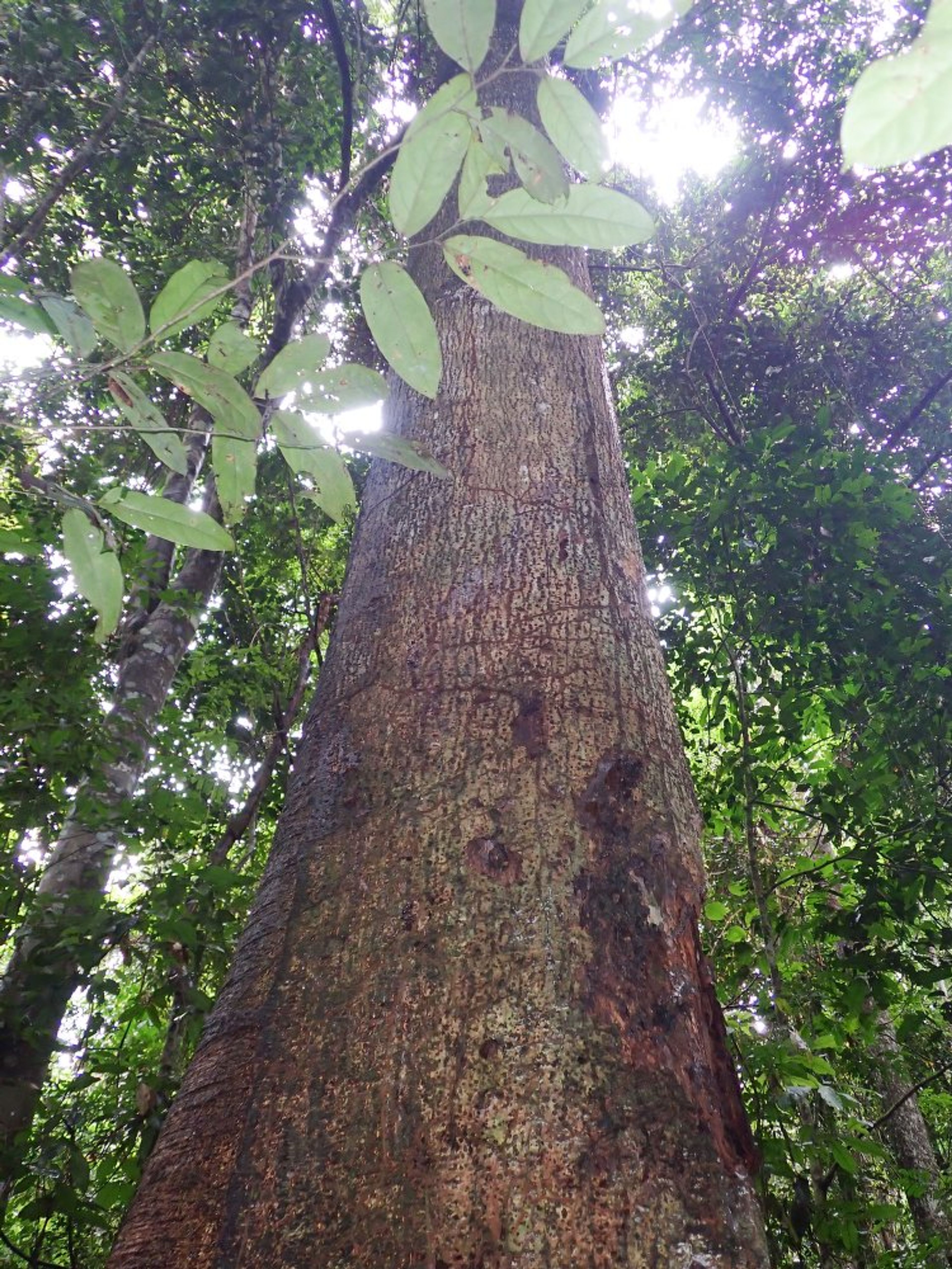 Milicia excelsa - 26