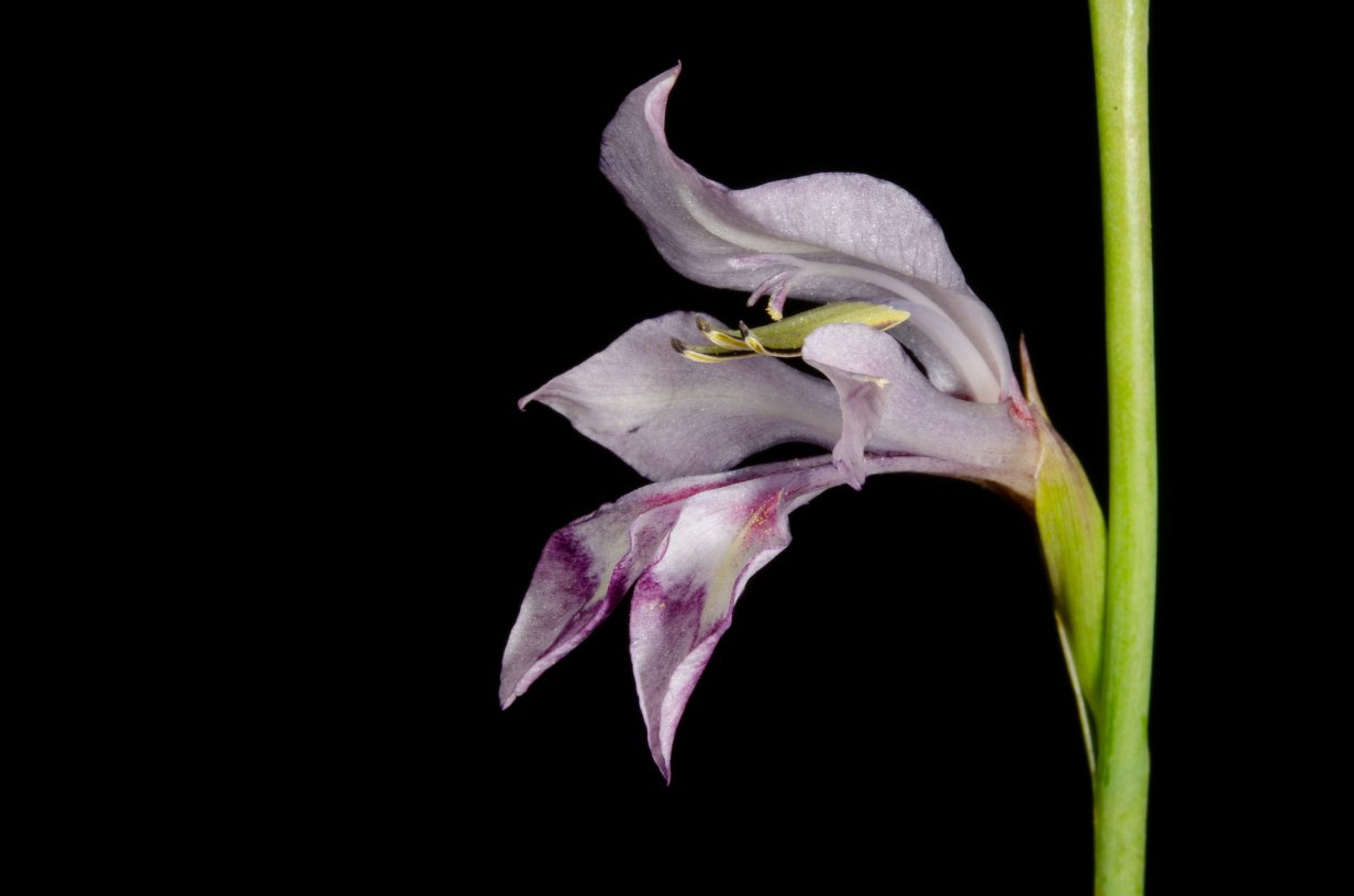 Gladiolus unguiculatus - 63