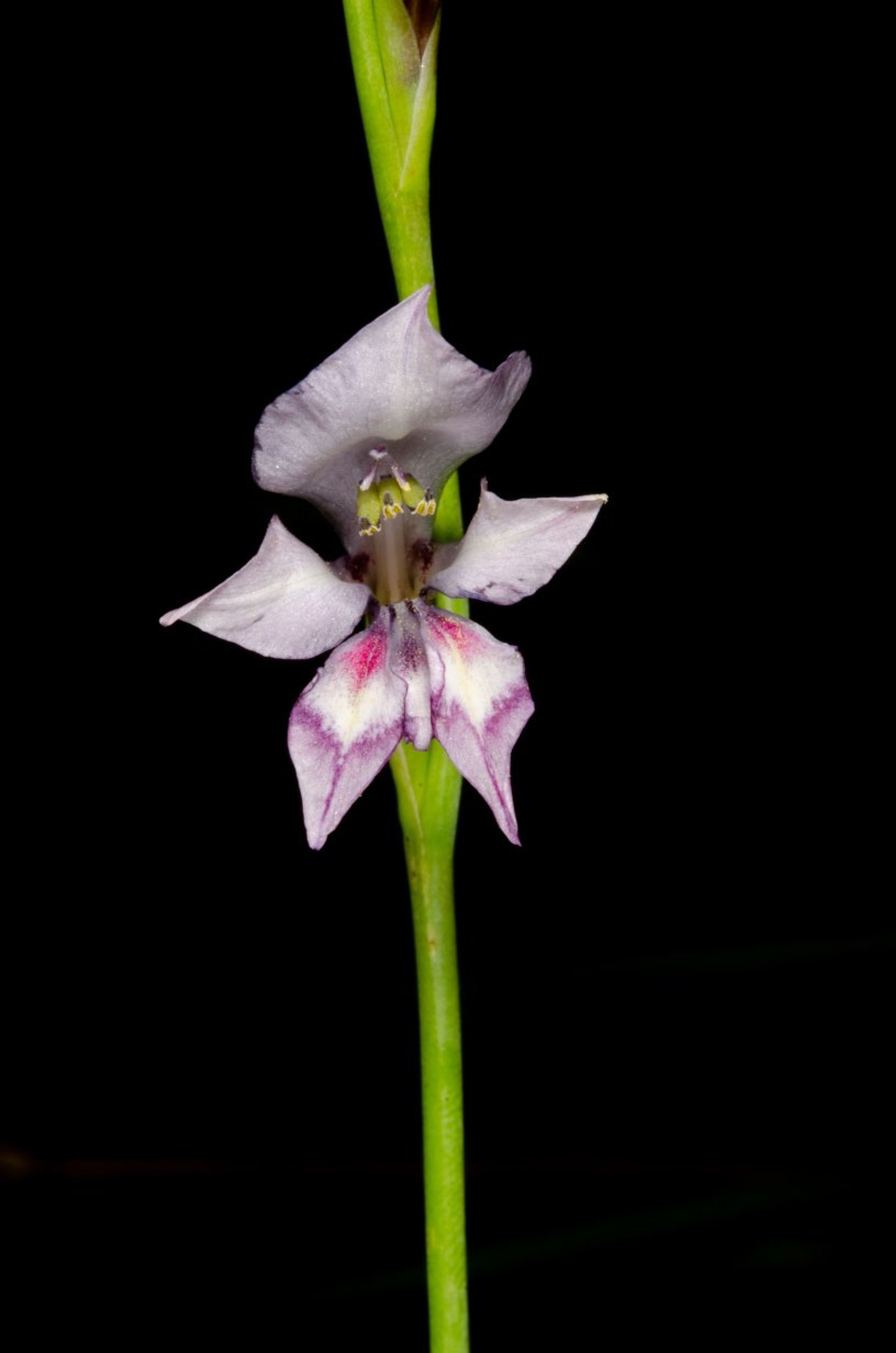 Gladiolus unguiculatus - 18