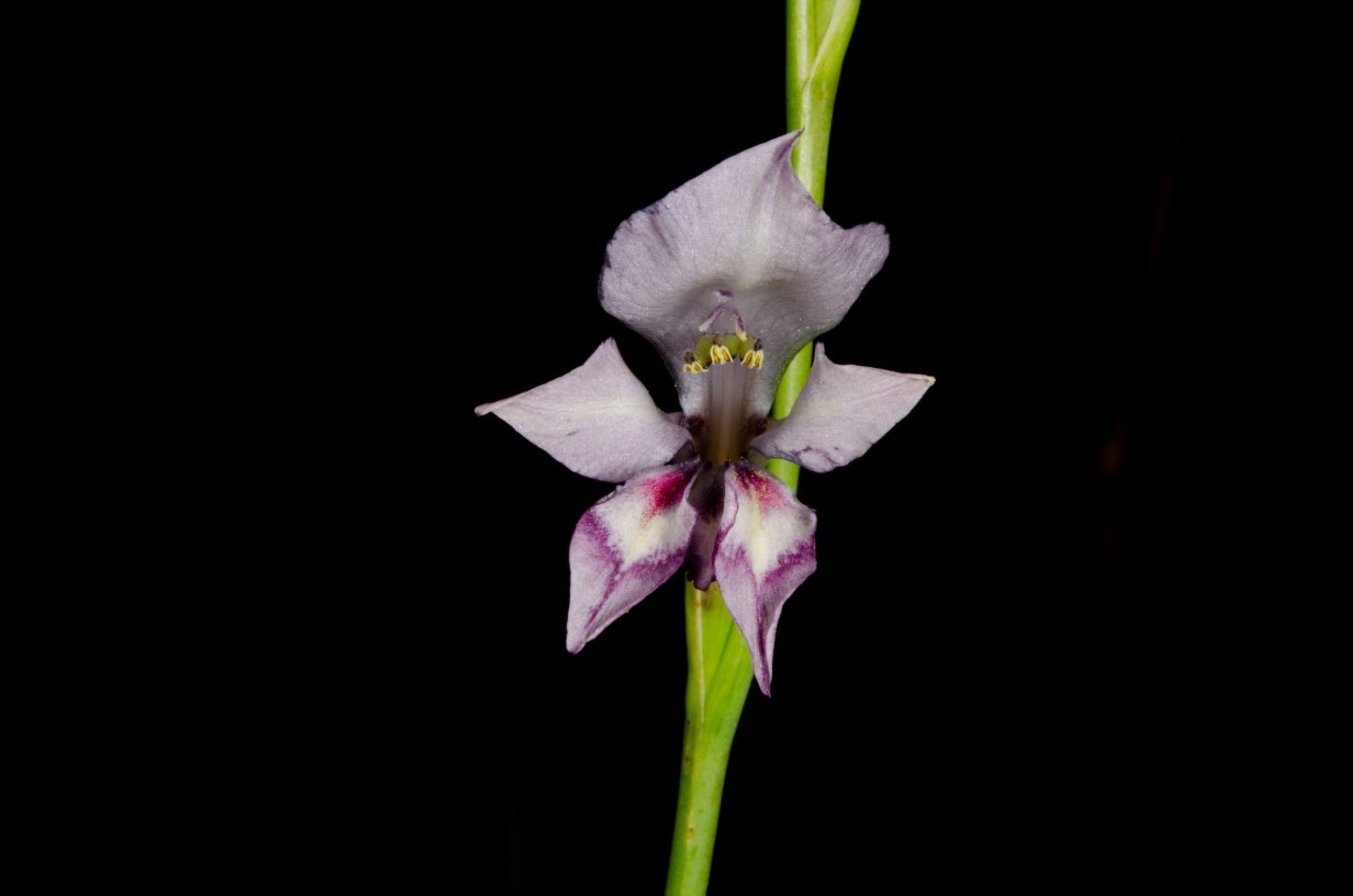 Gladiolus unguiculatus - 92