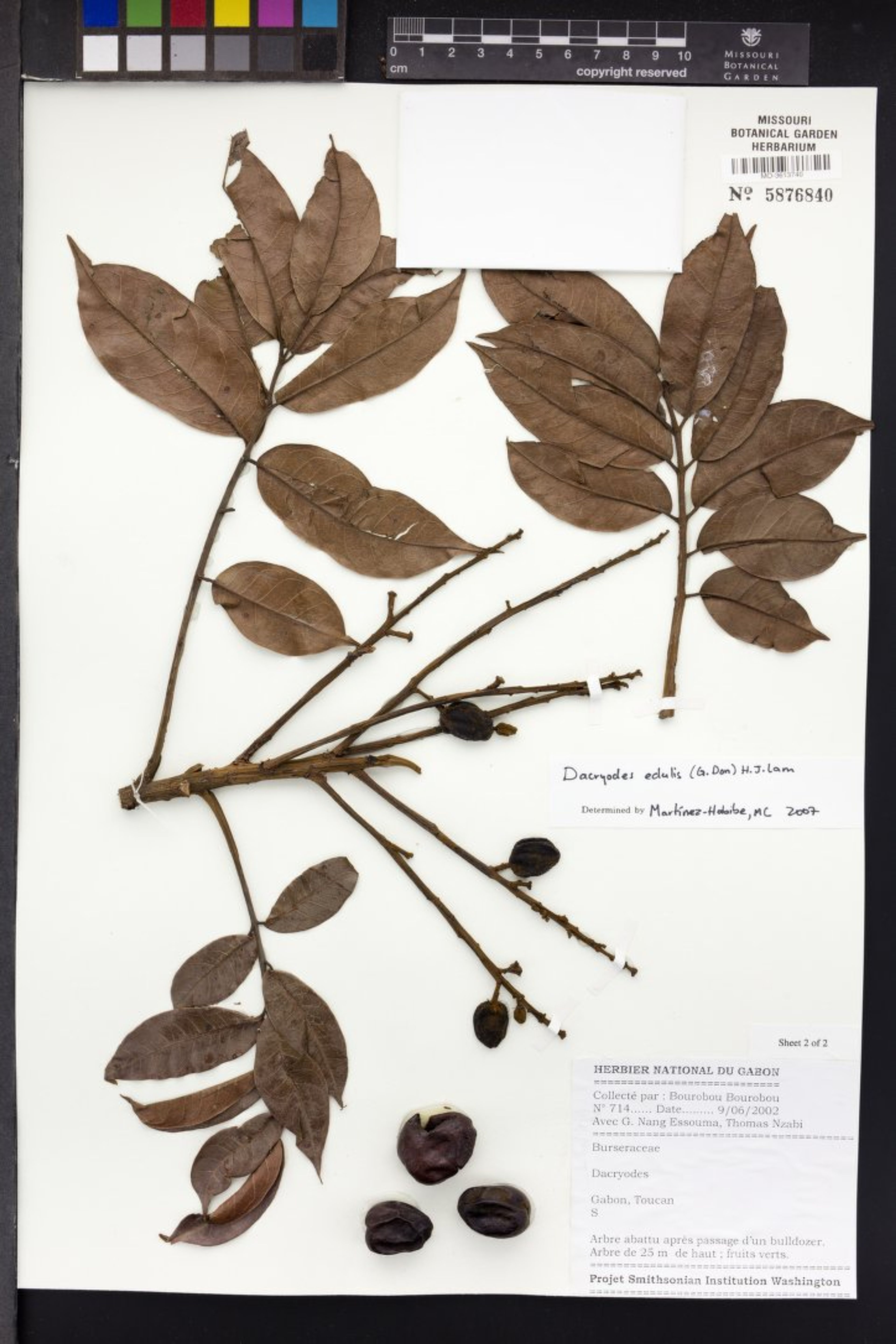 Dacryodes edulis - 39