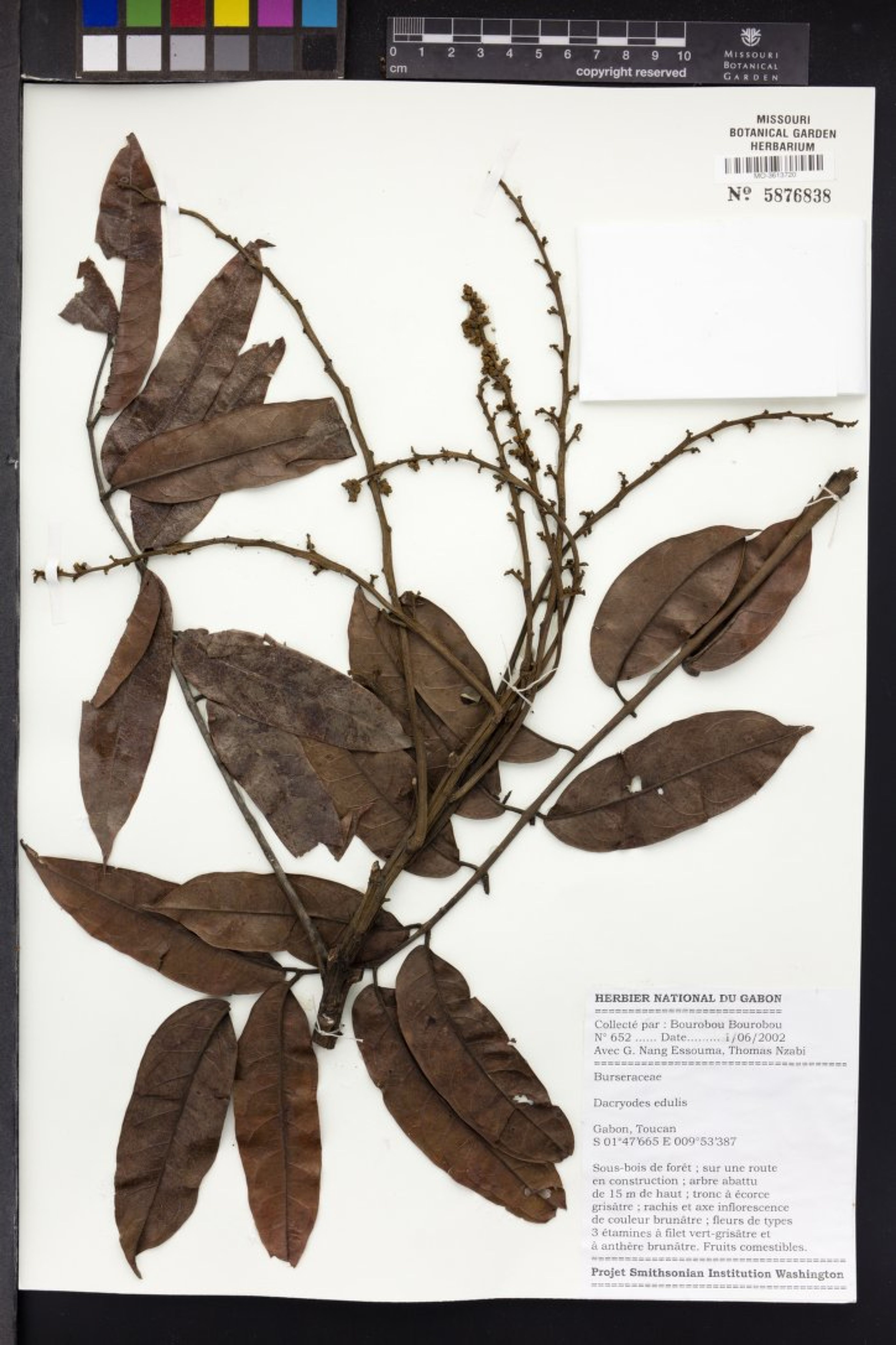 Dacryodes edulis - 81