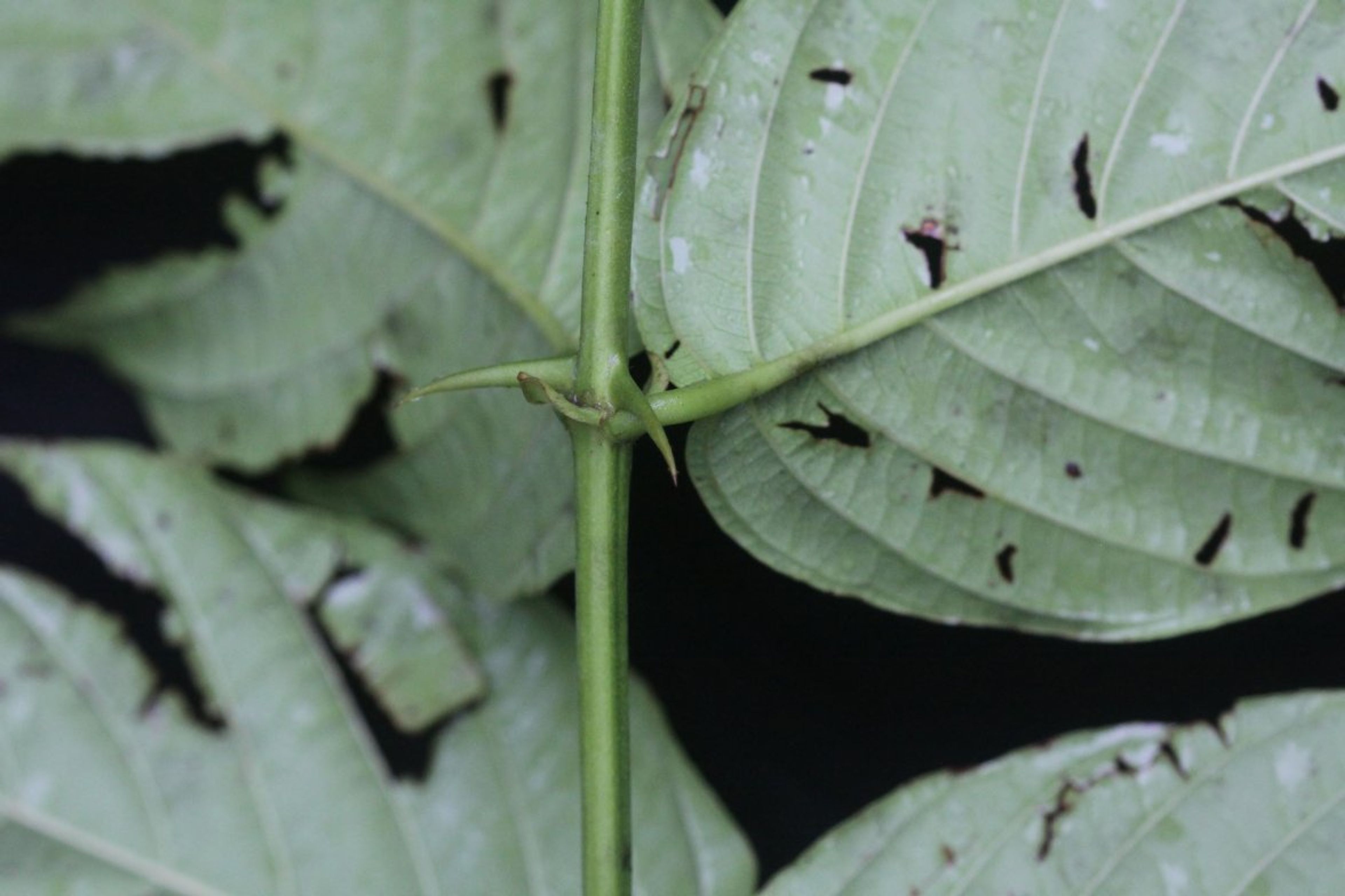 Uncaria tomentosa - 87