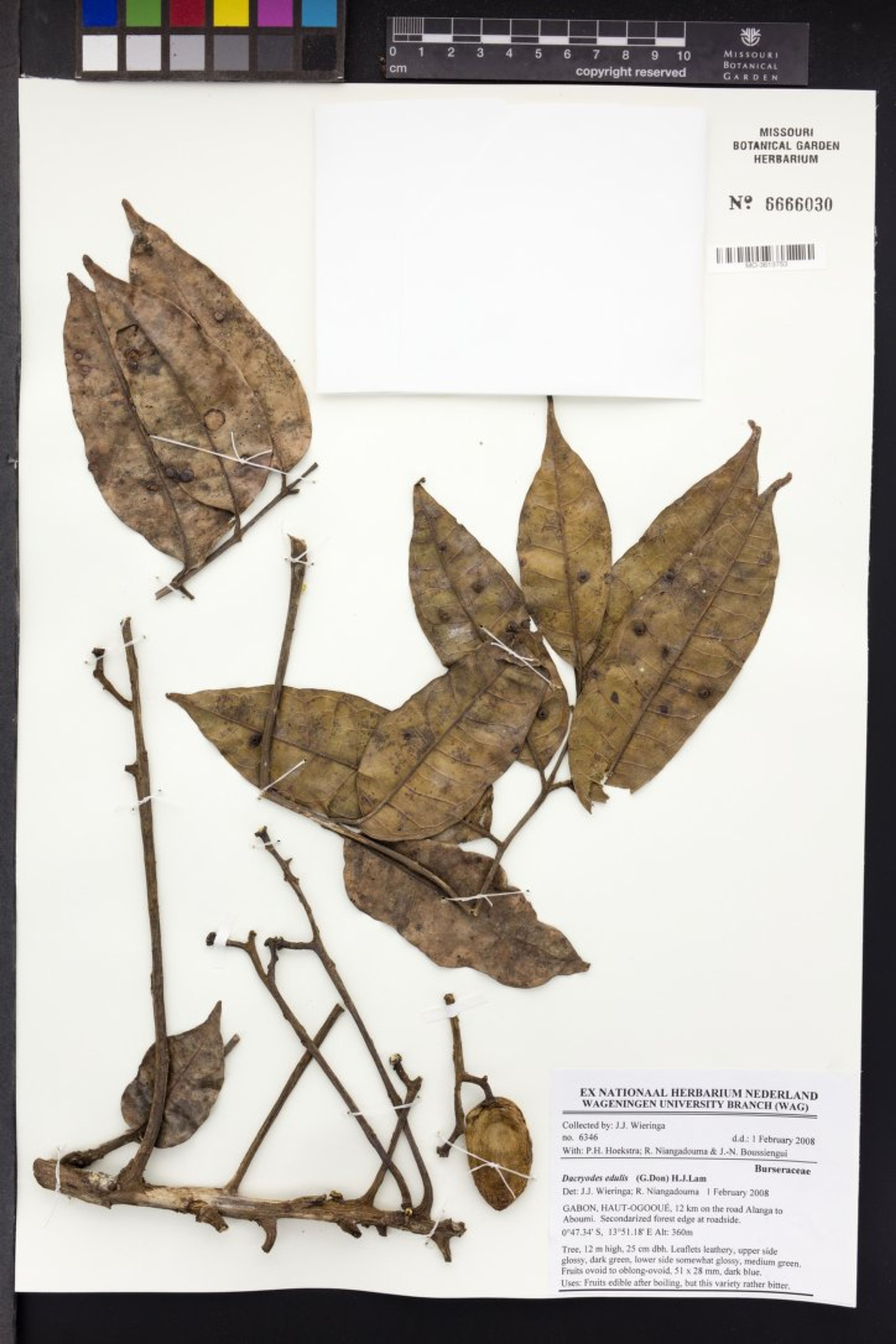 Dacryodes edulis - 24