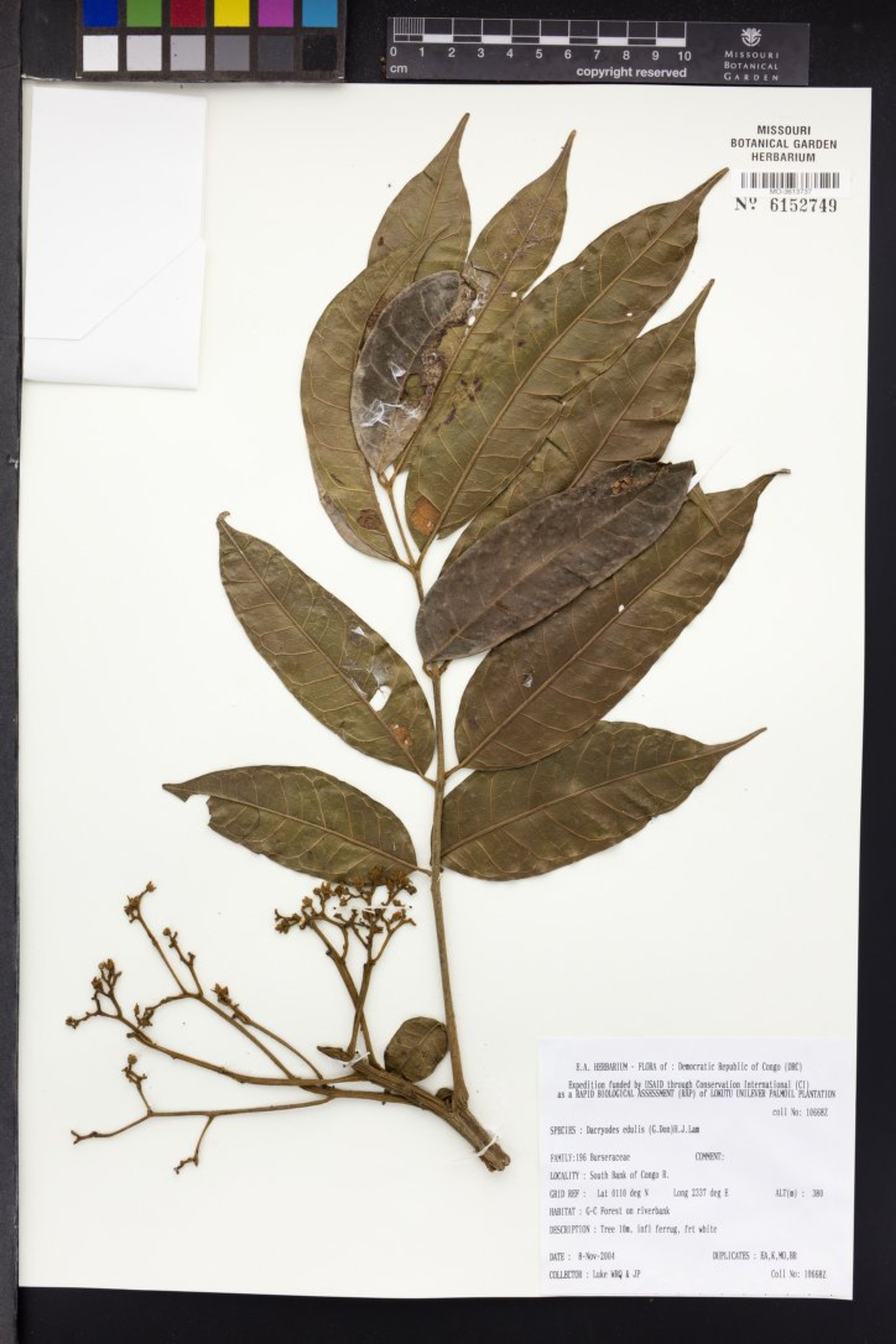 Dacryodes edulis - 86