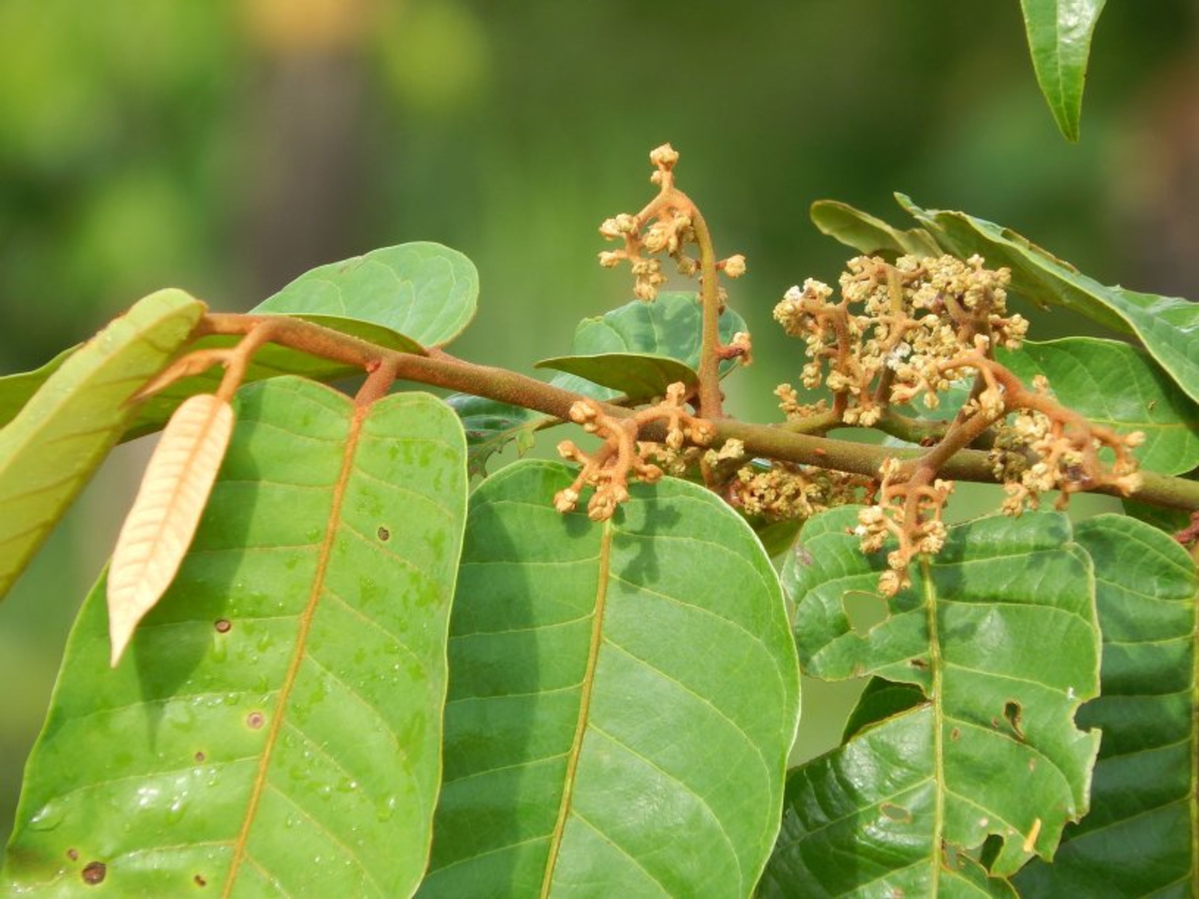 Virola sebifera - 357