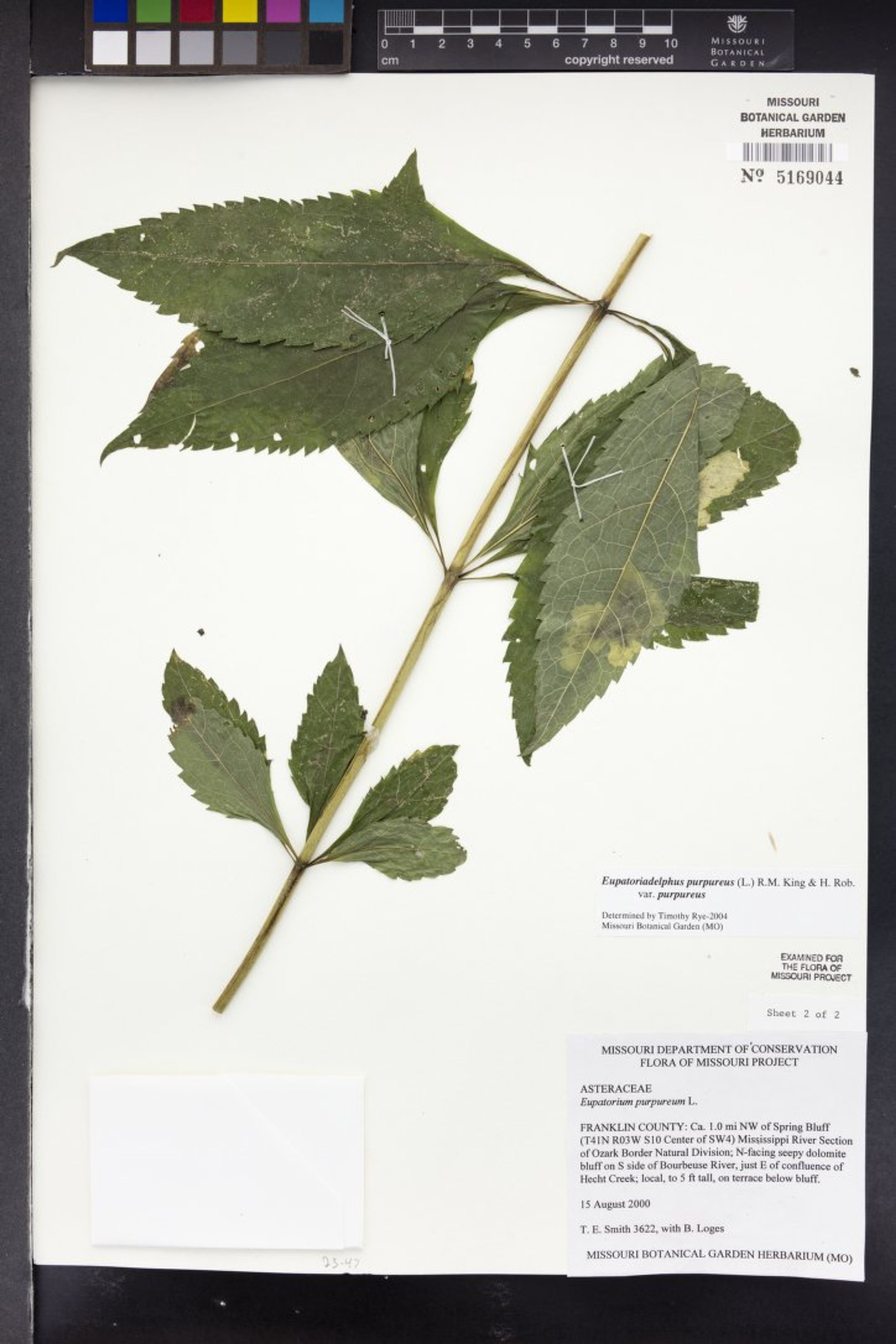 Eupatorium purpureum - 4