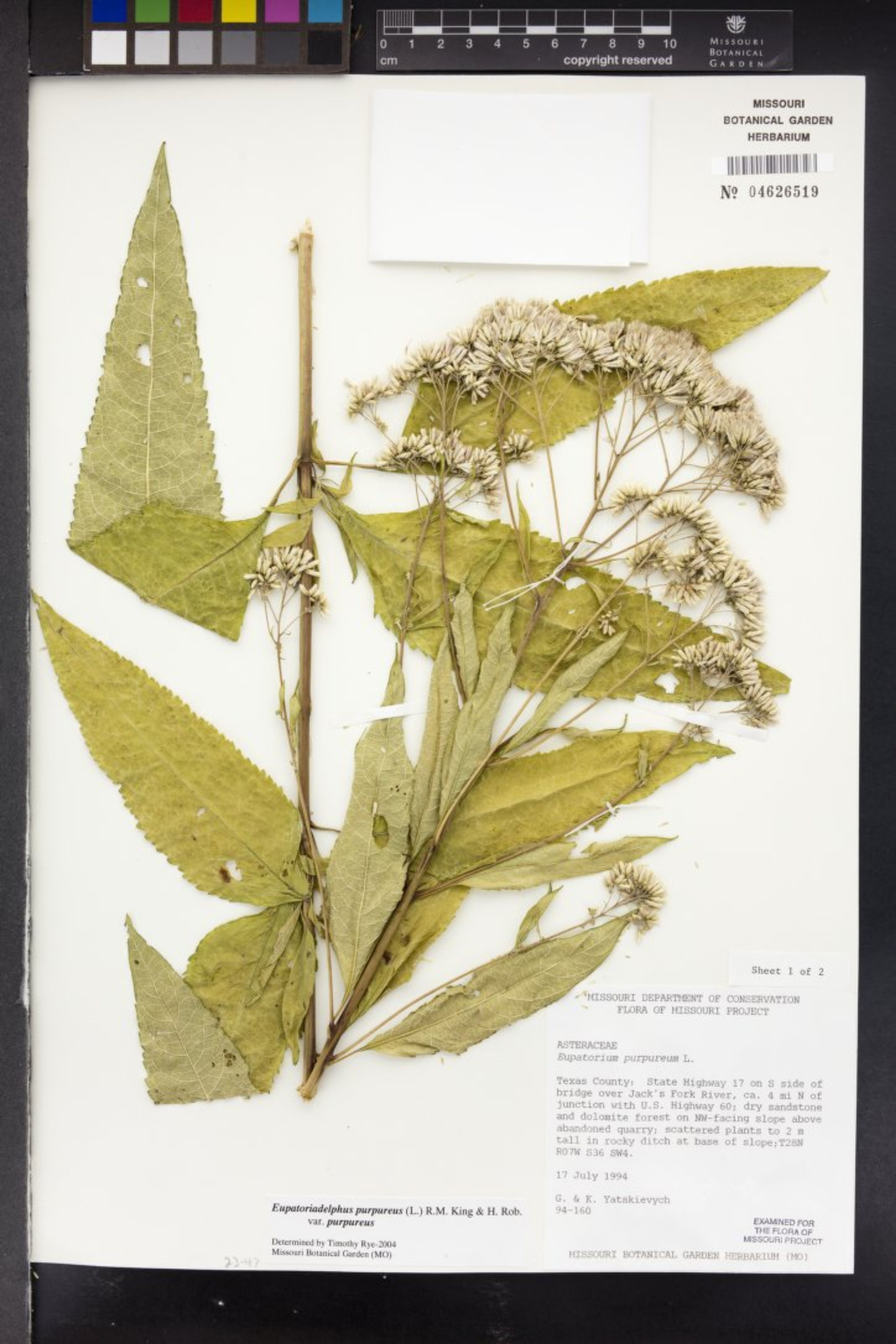 Eupatorium purpureum - 58