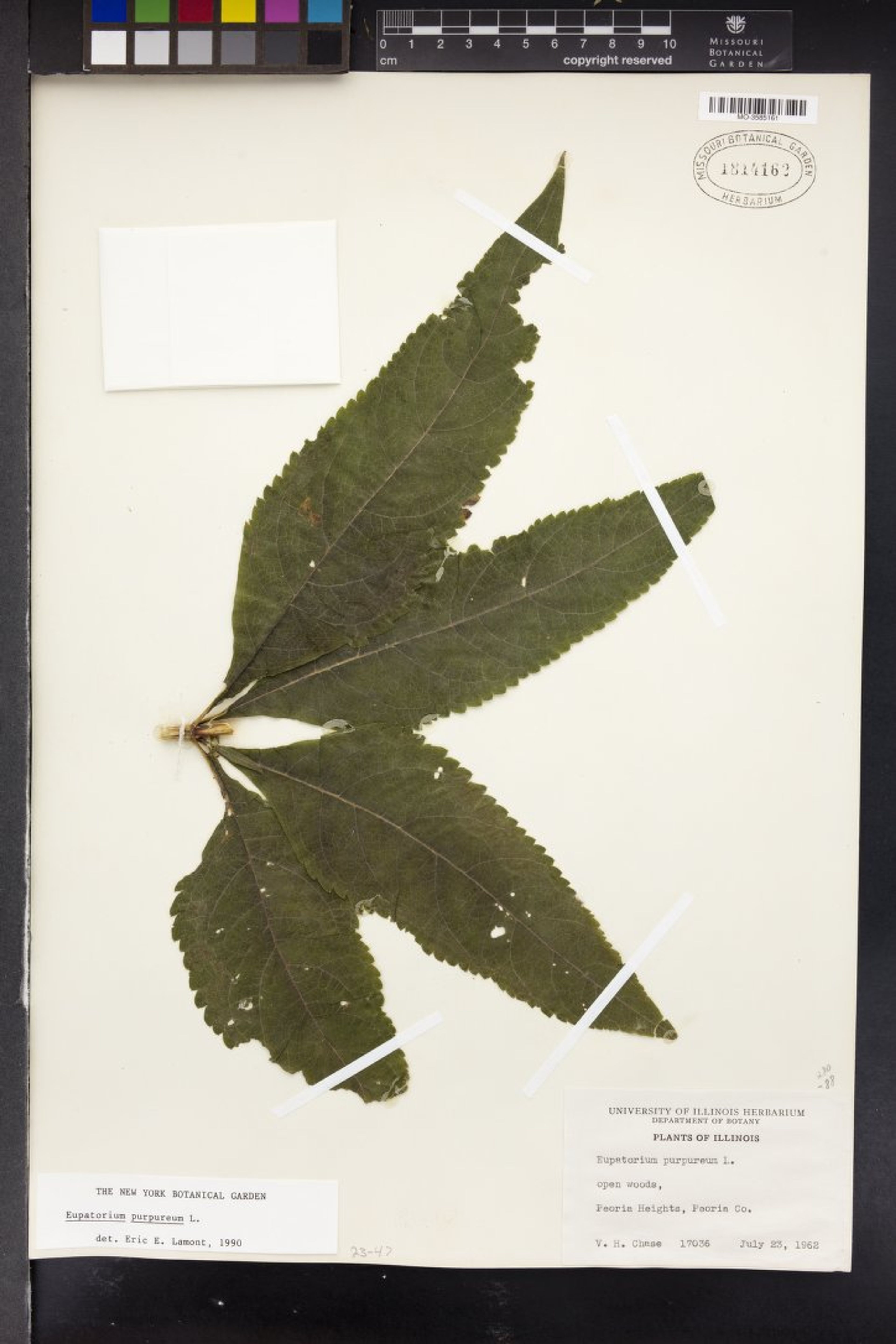 Eupatorium purpureum - 26
