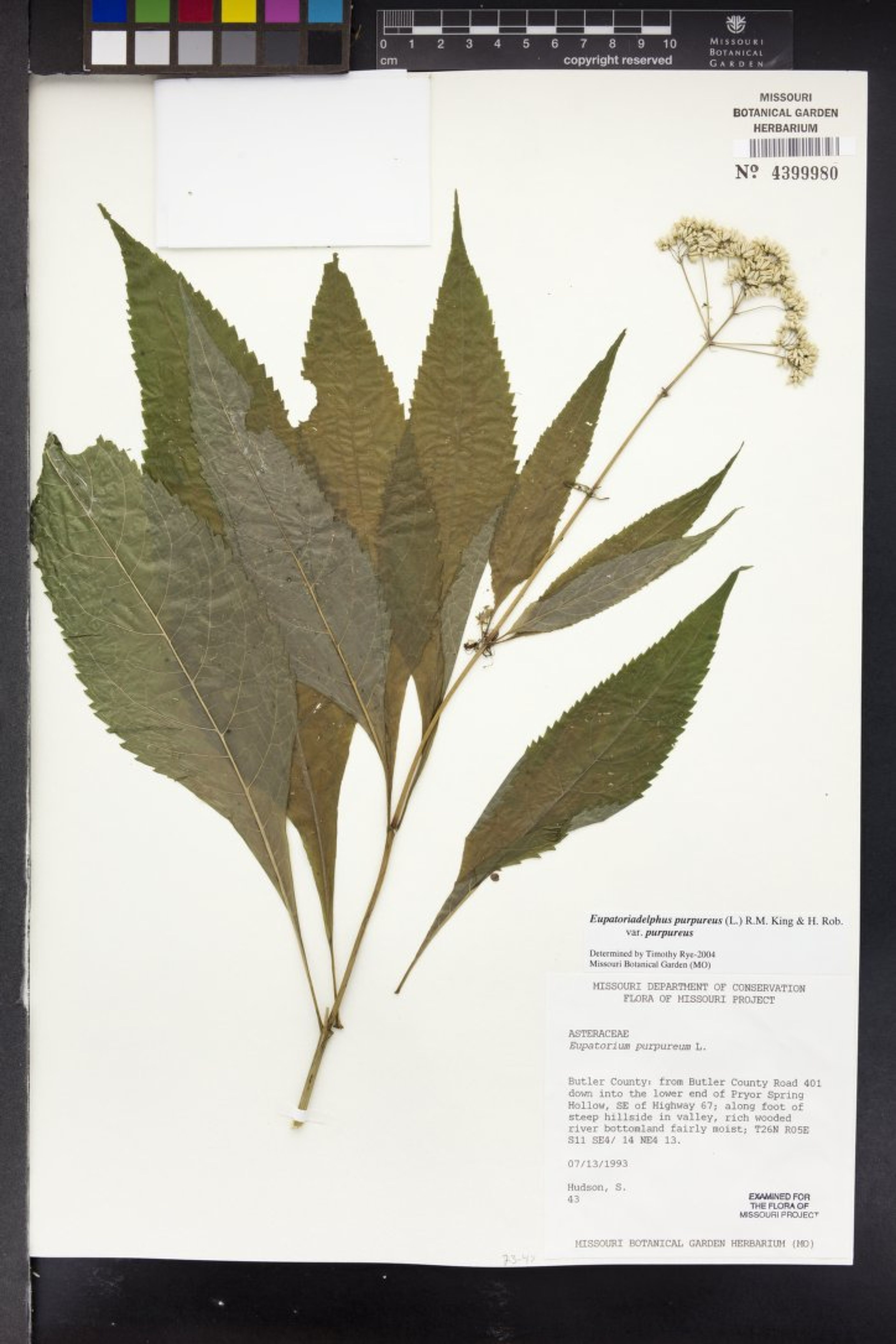 Eupatorium purpureum - 74