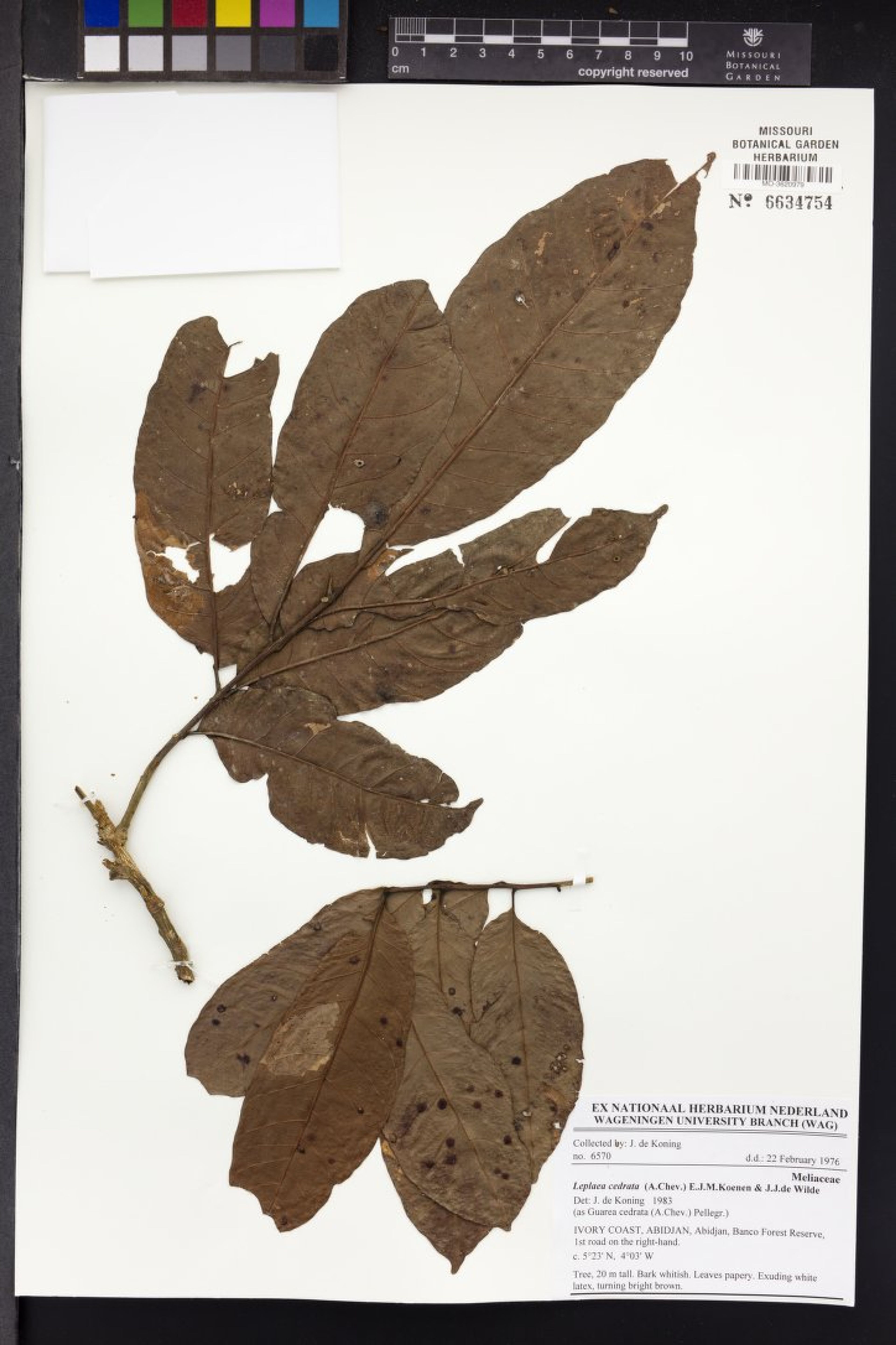 Leplaea cedrata - 15
