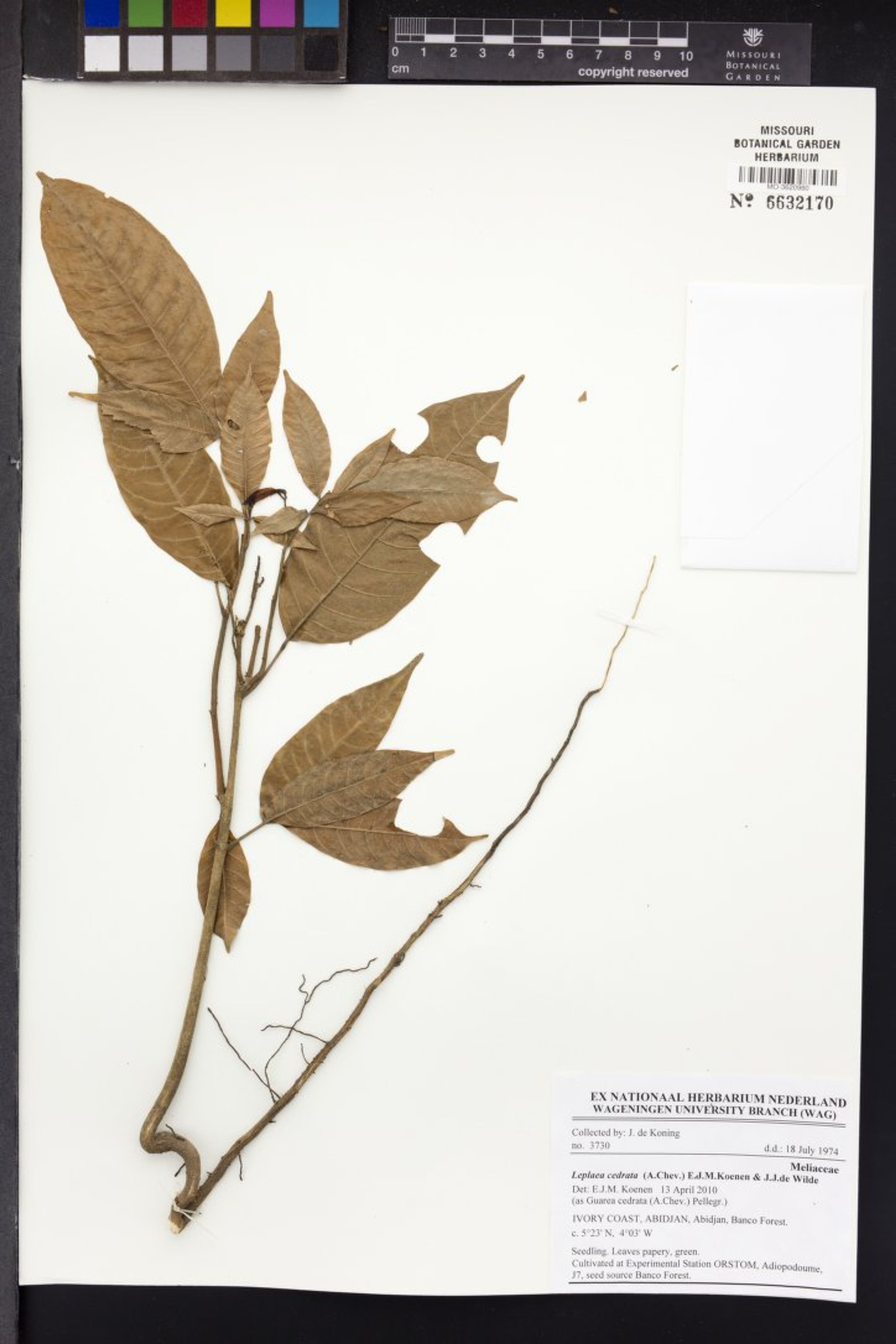 Leplaea cedrata - 11