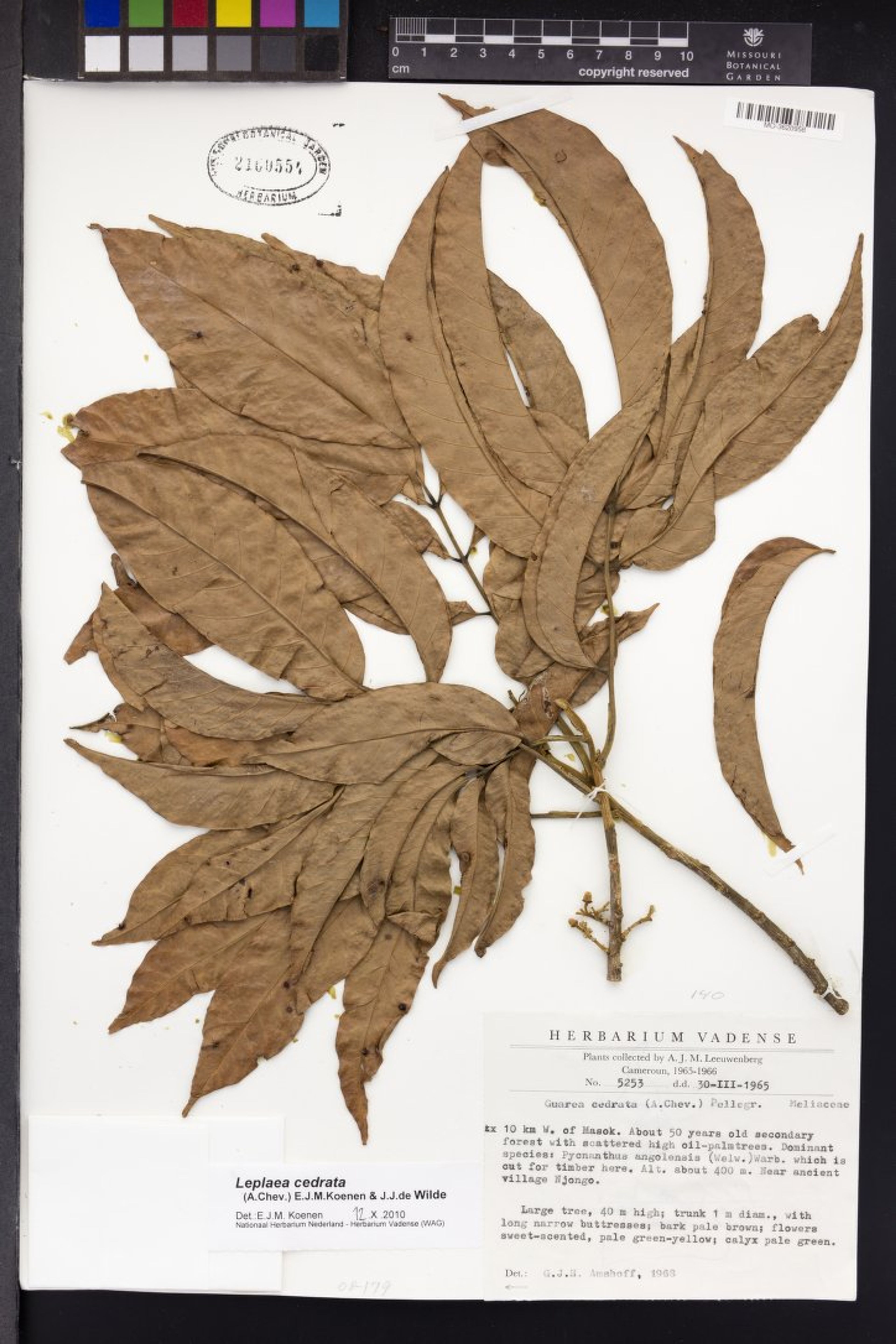 Leplaea cedrata - 48