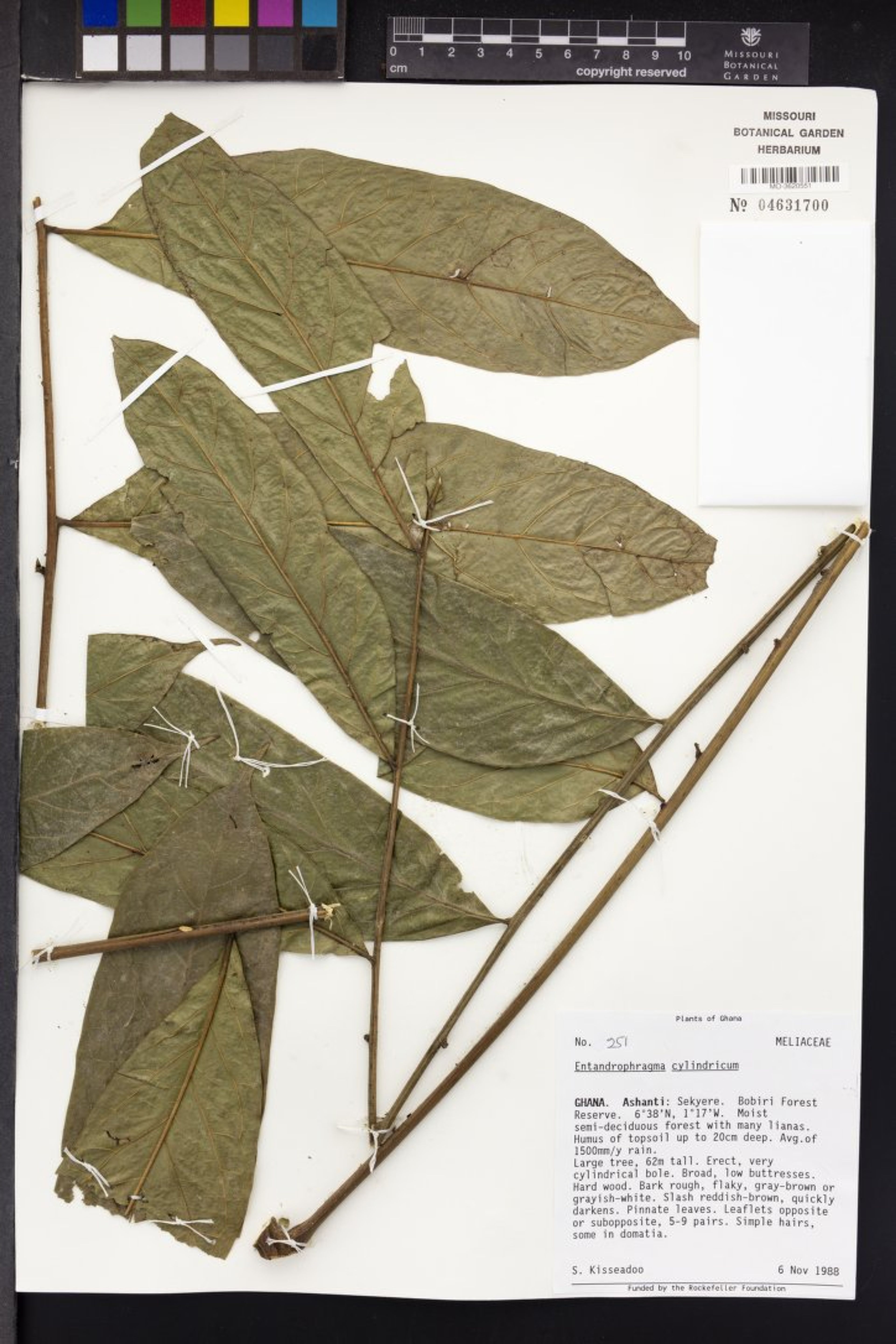 Entandrophragma cylindricum - 75
