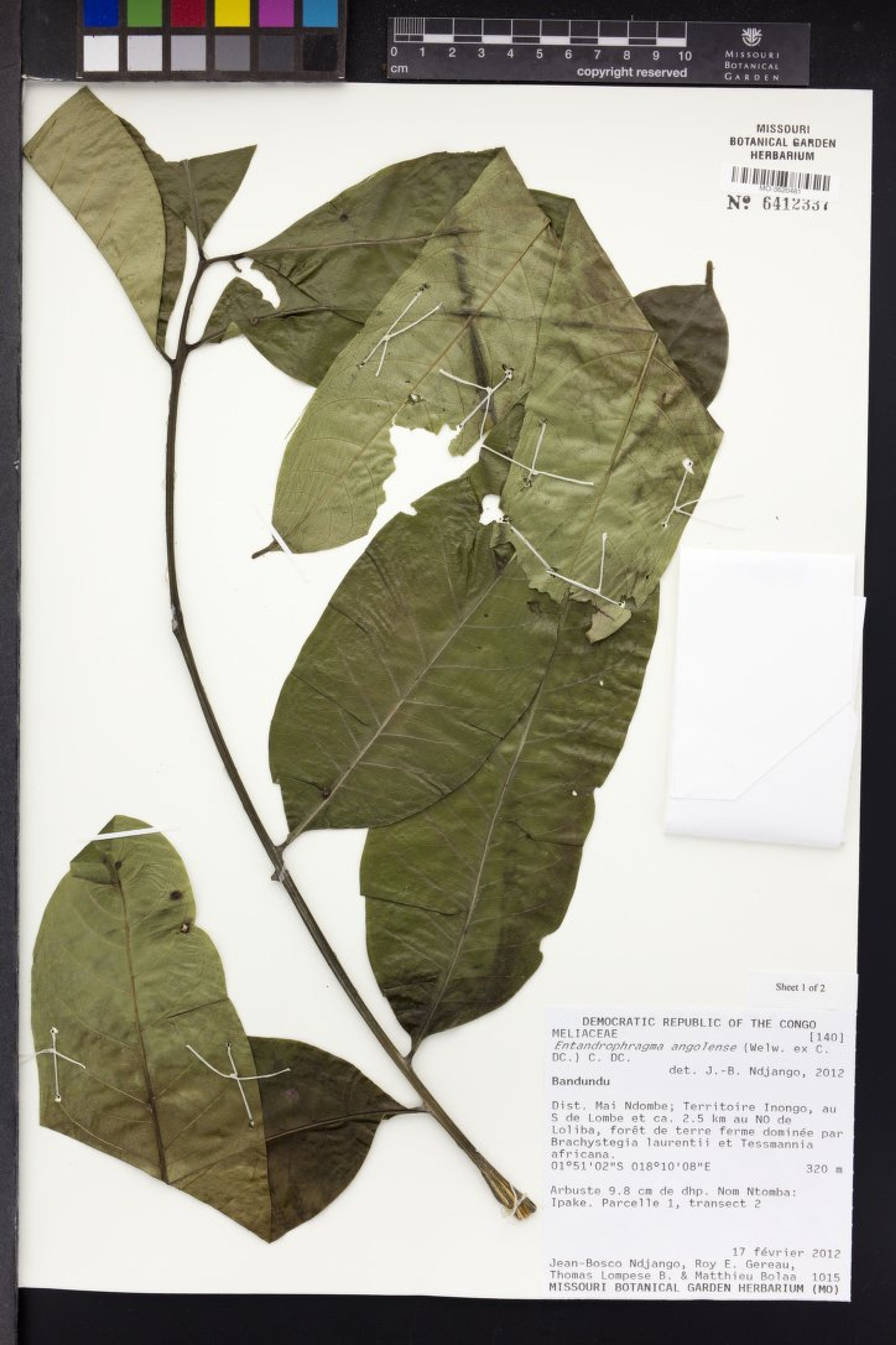 Entandrophragma angolense - 81