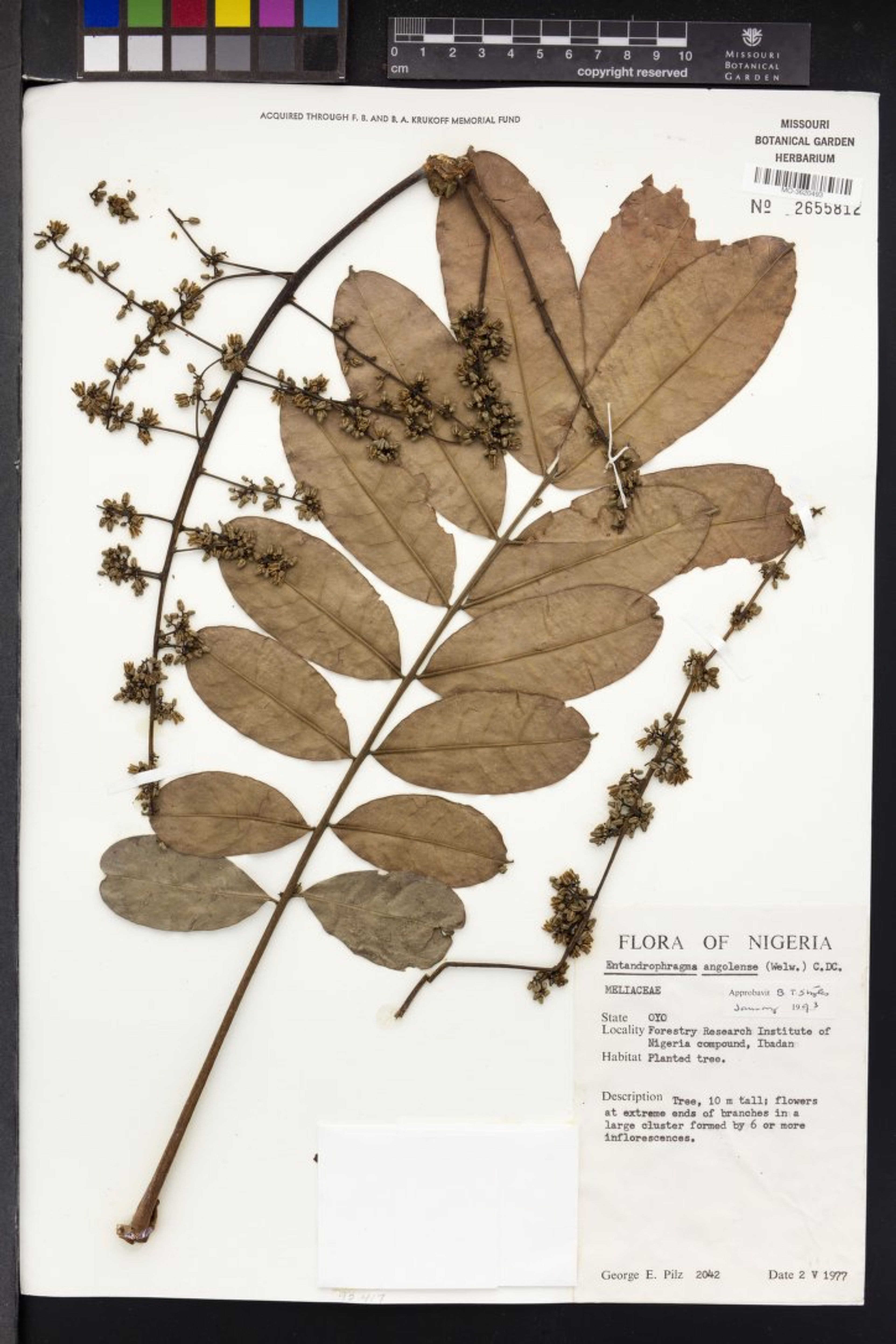 Entandrophragma angolense - 82