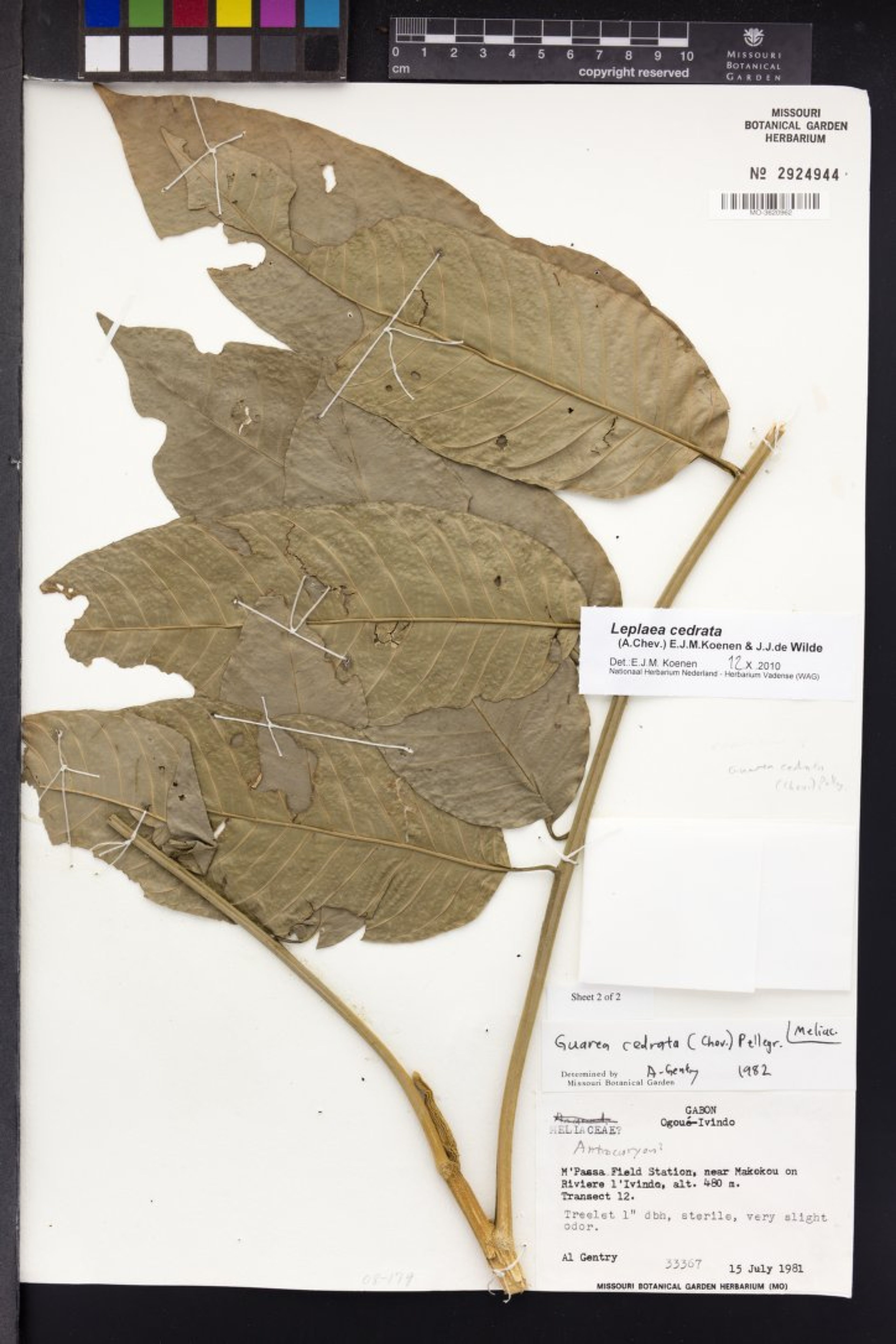 Leplaea cedrata - 21