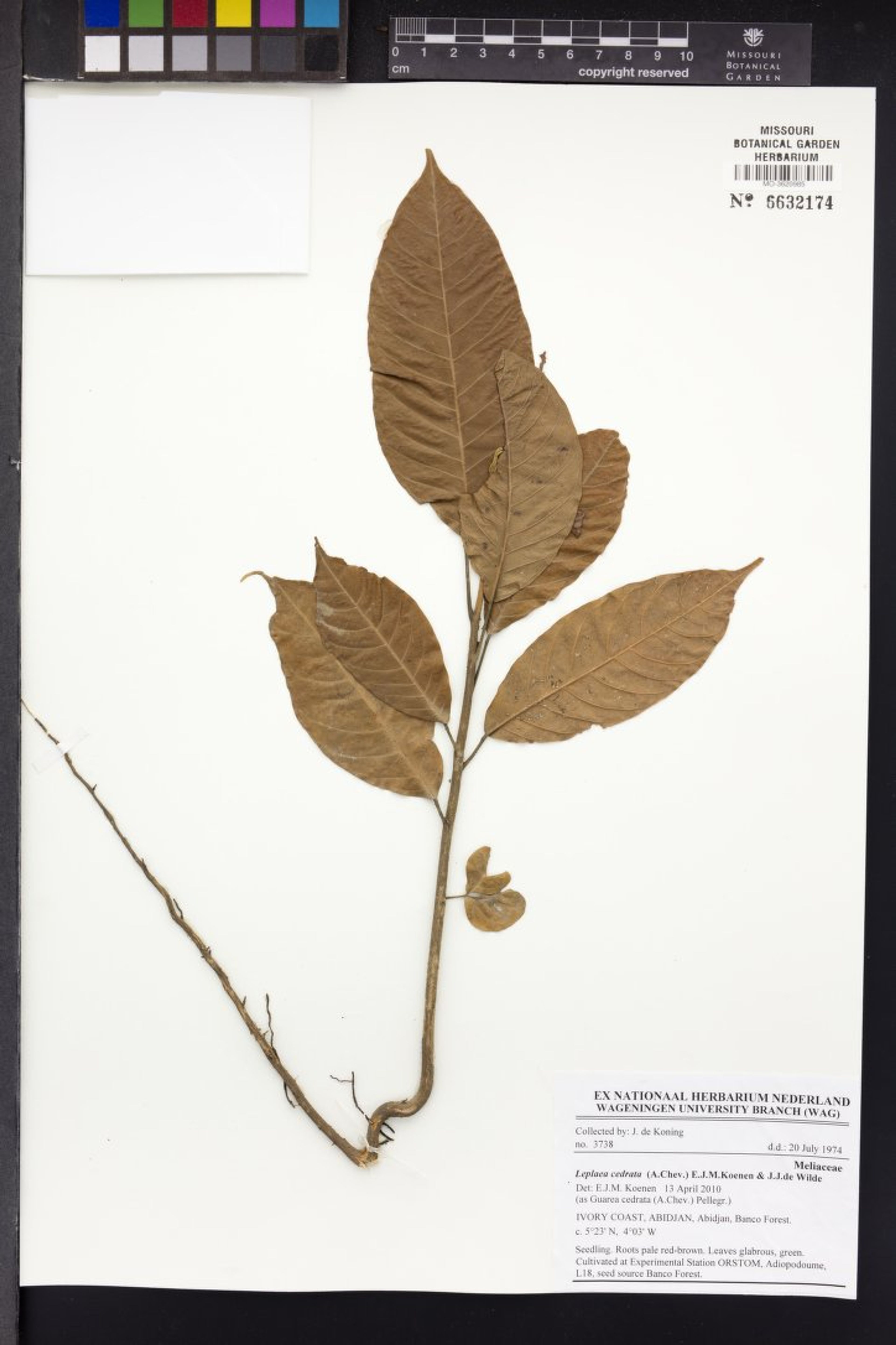 Leplaea cedrata - 97