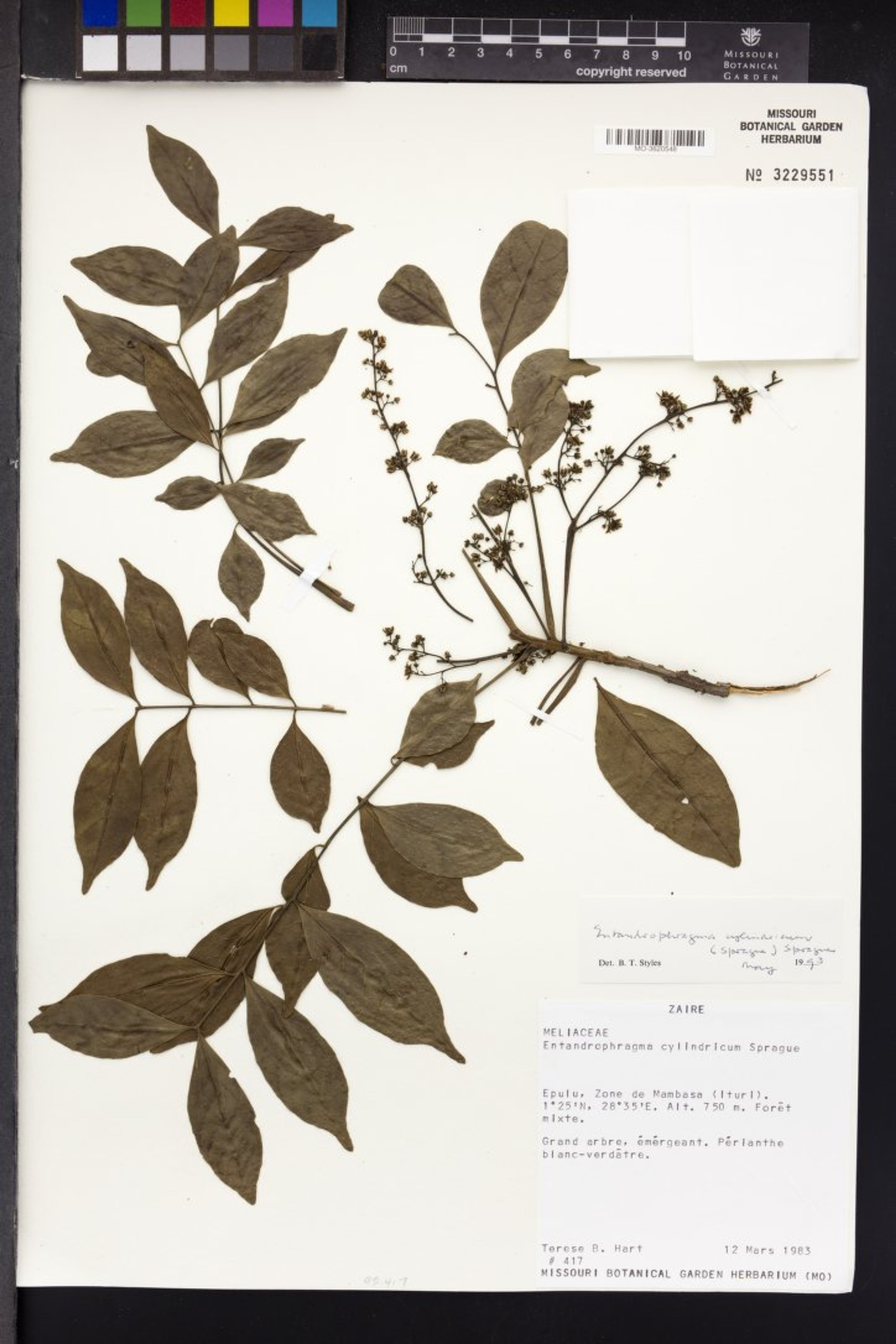 Entandrophragma cylindricum - 69