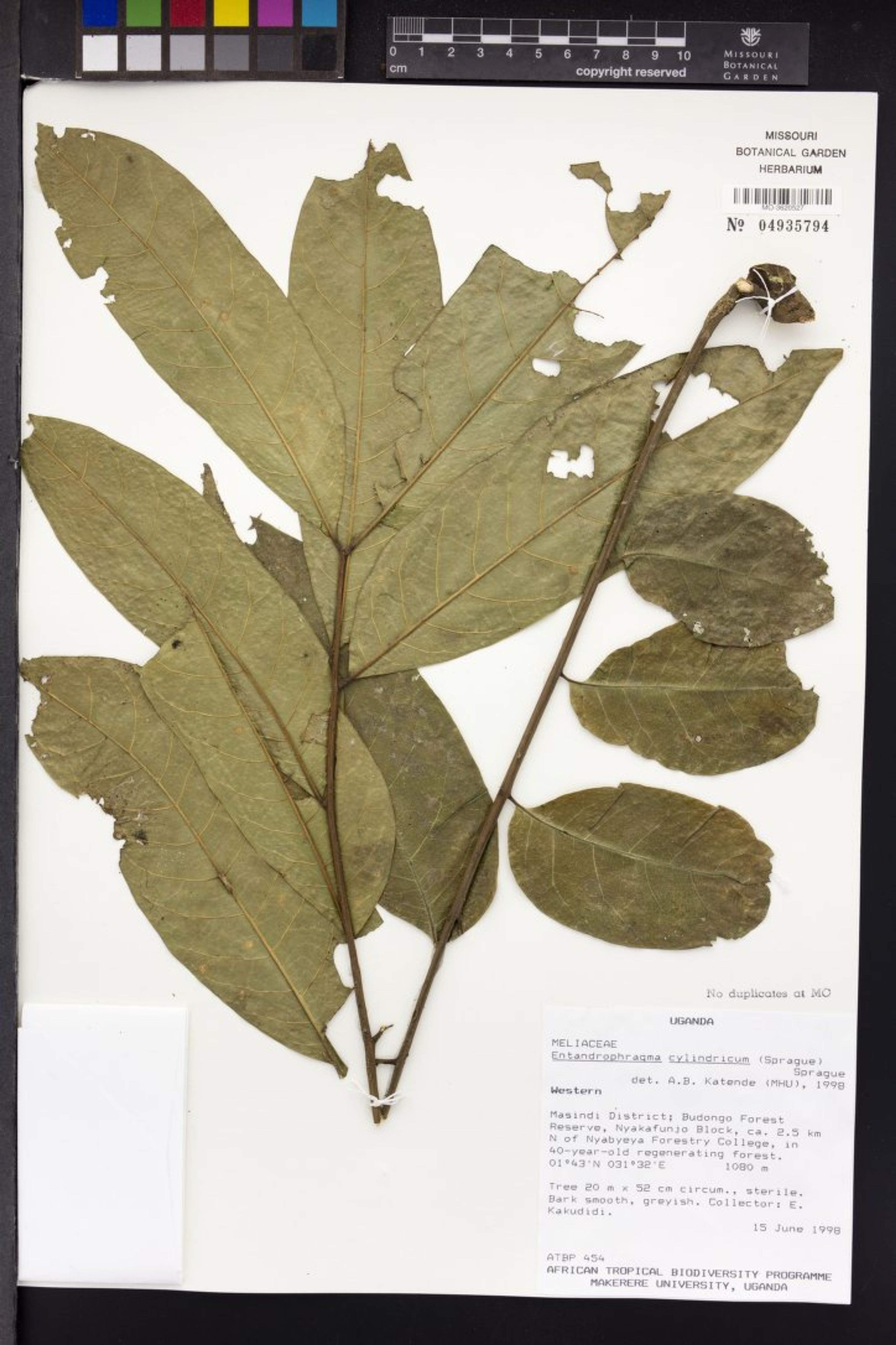 Entandrophragma cylindricum - 94