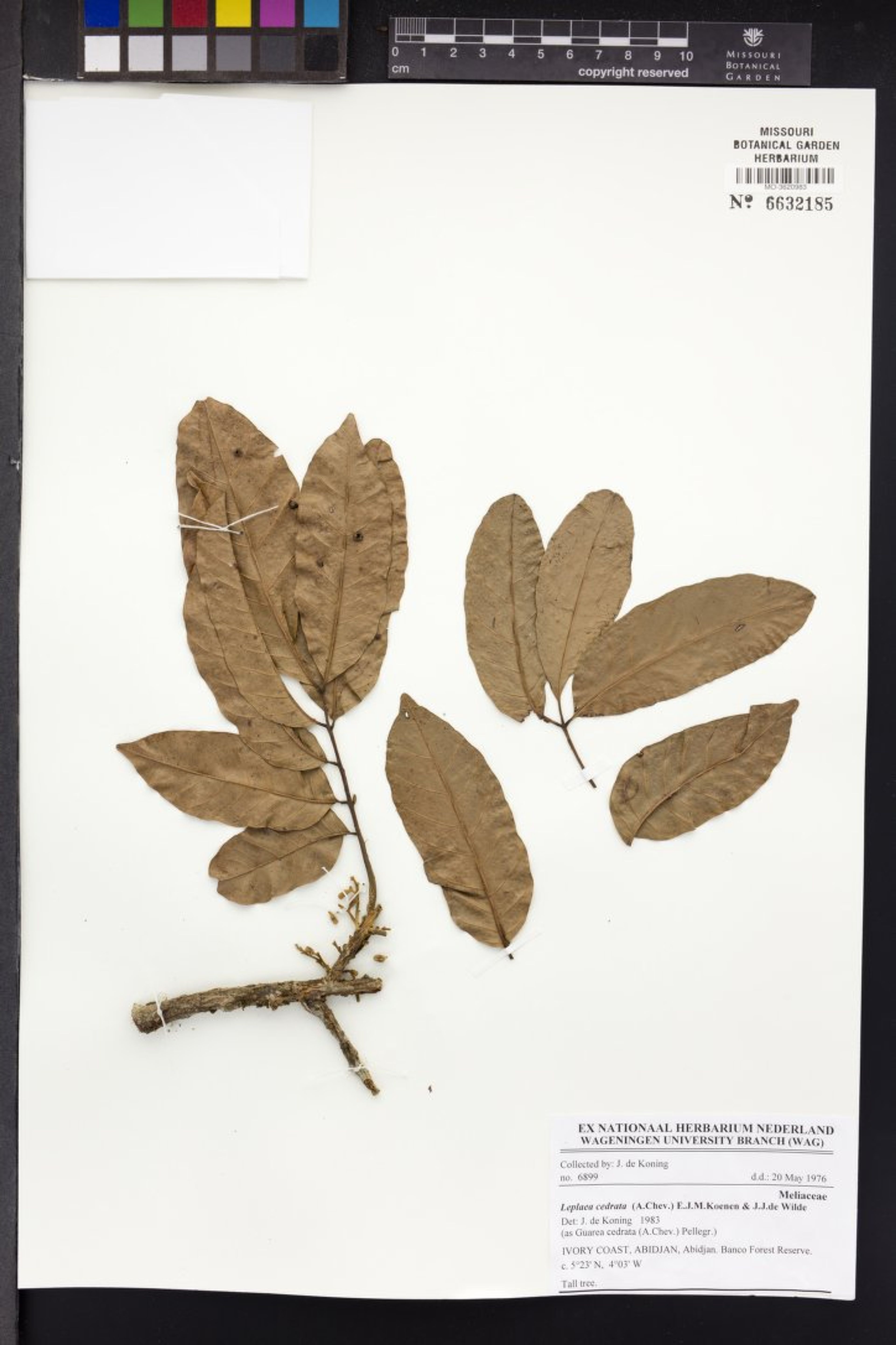 Leplaea cedrata - 102
