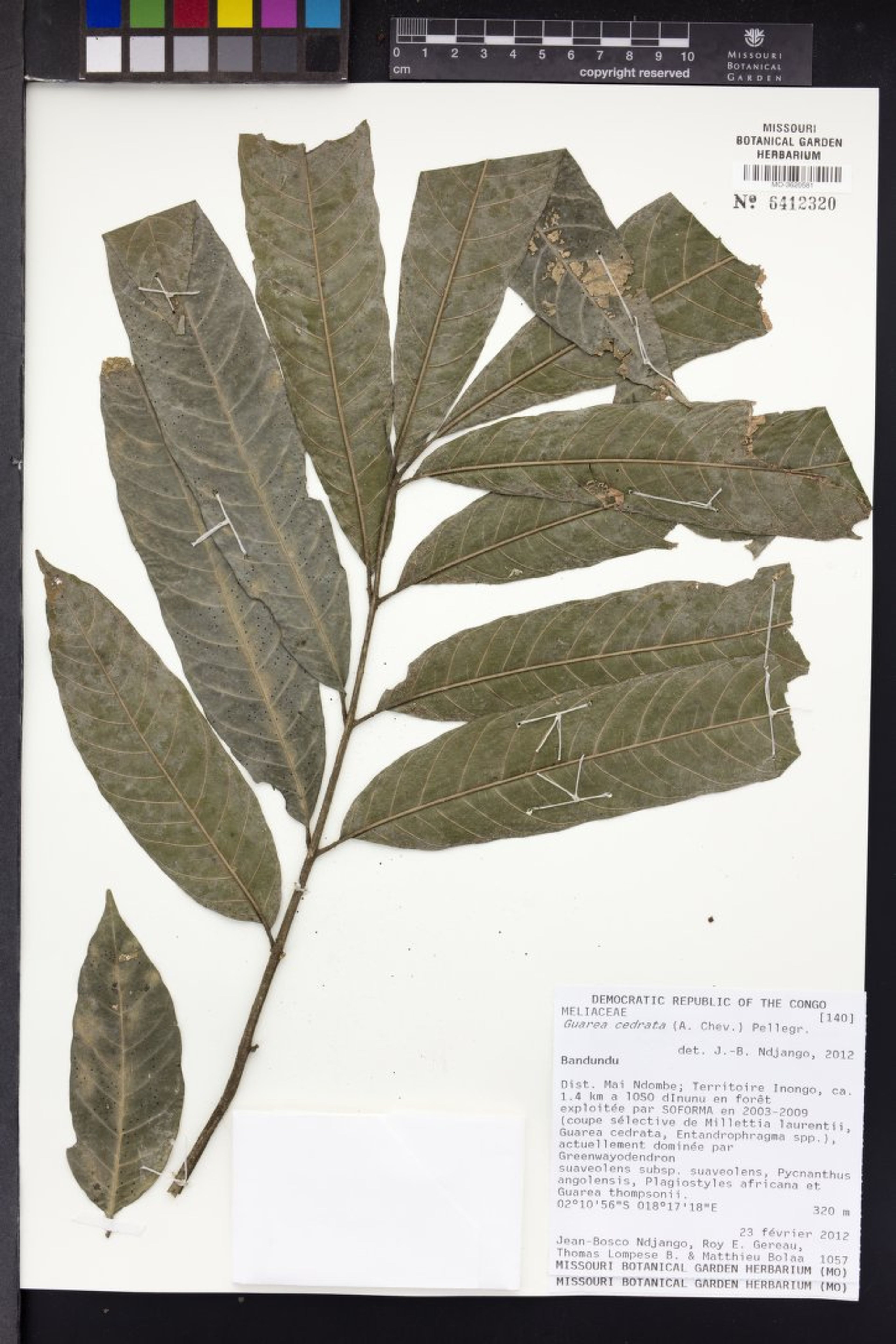 Leplaea cedrata - 26
