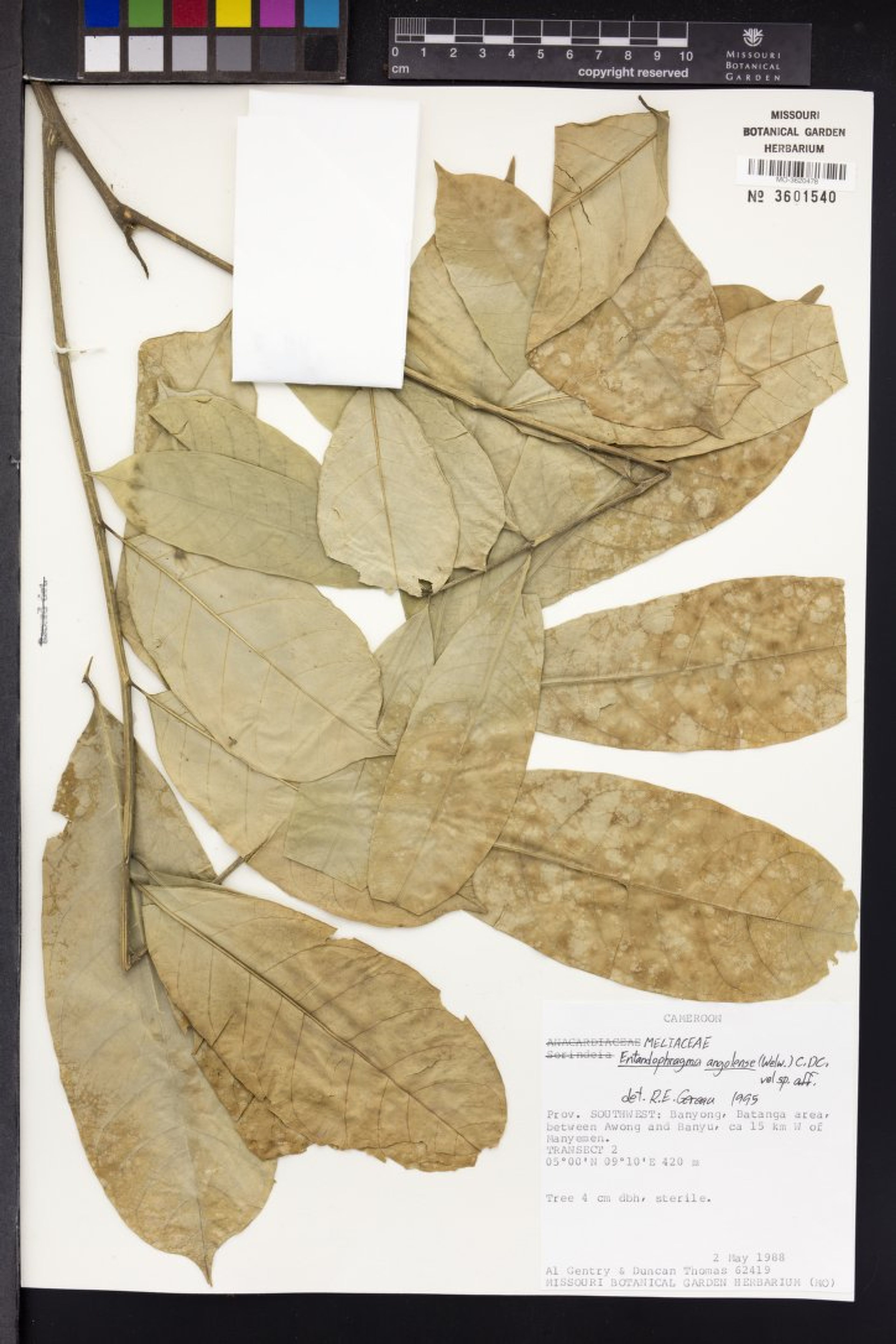 Entandrophragma angolense - 46
