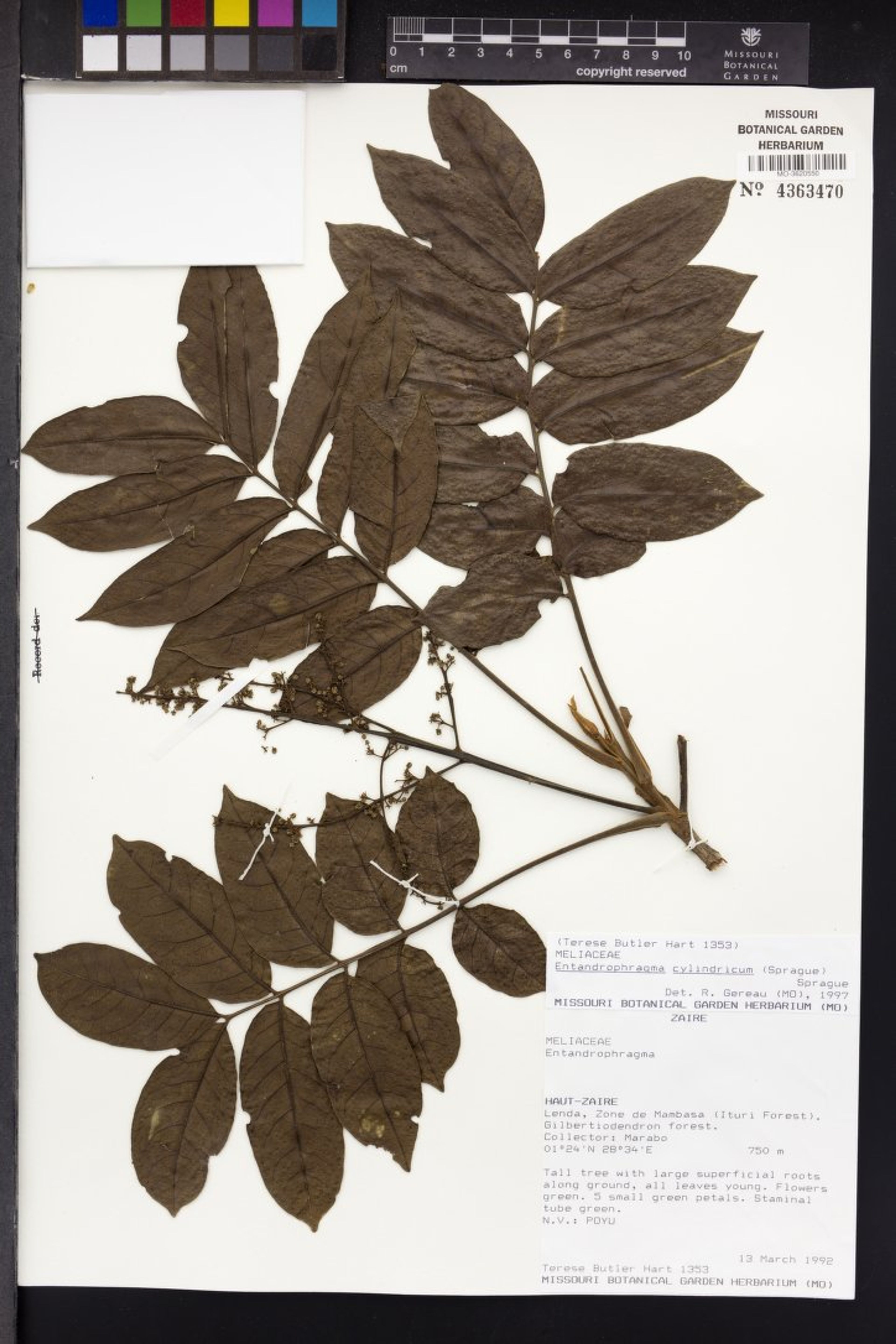 Entandrophragma cylindricum - 16