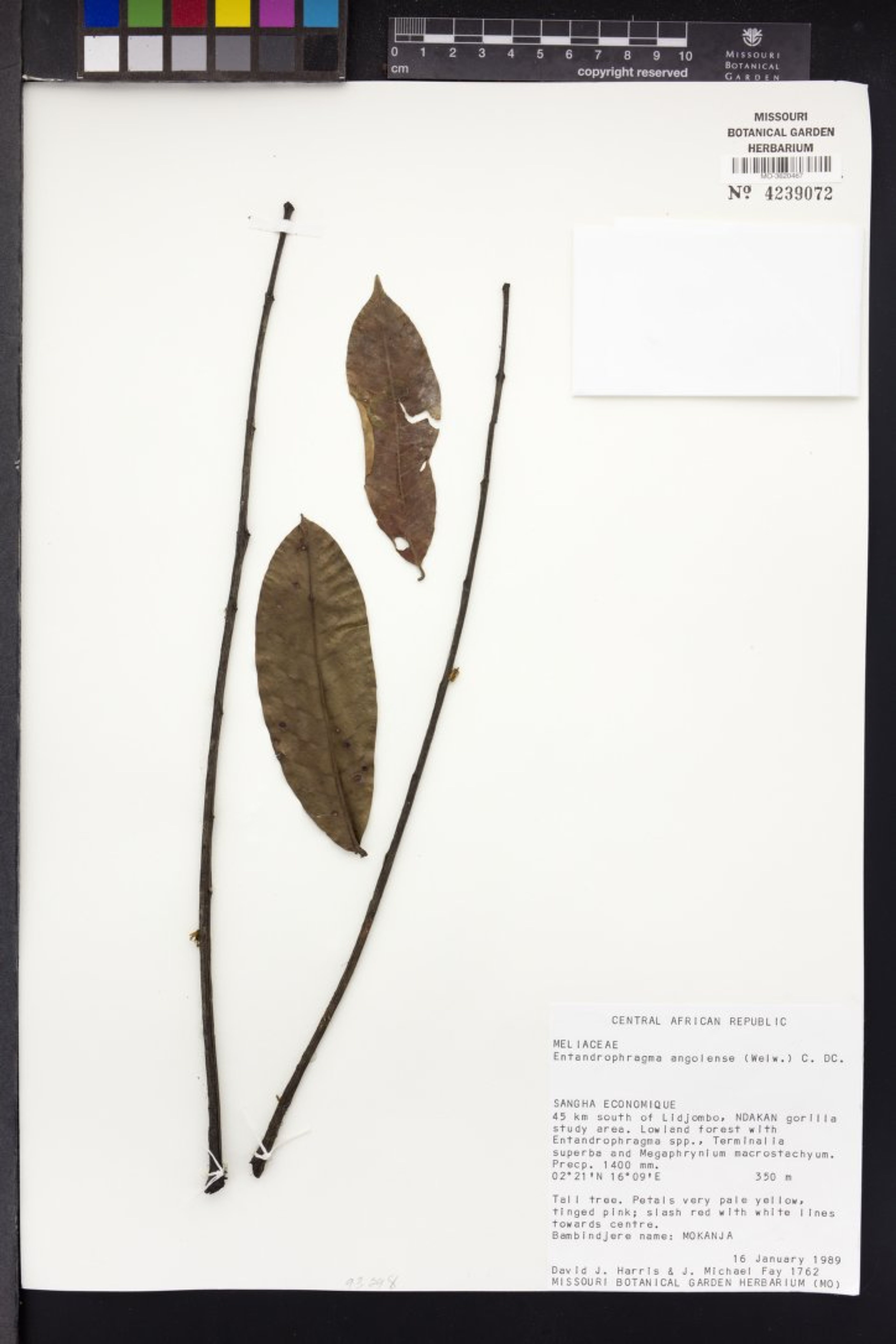 Entandrophragma angolense - 50